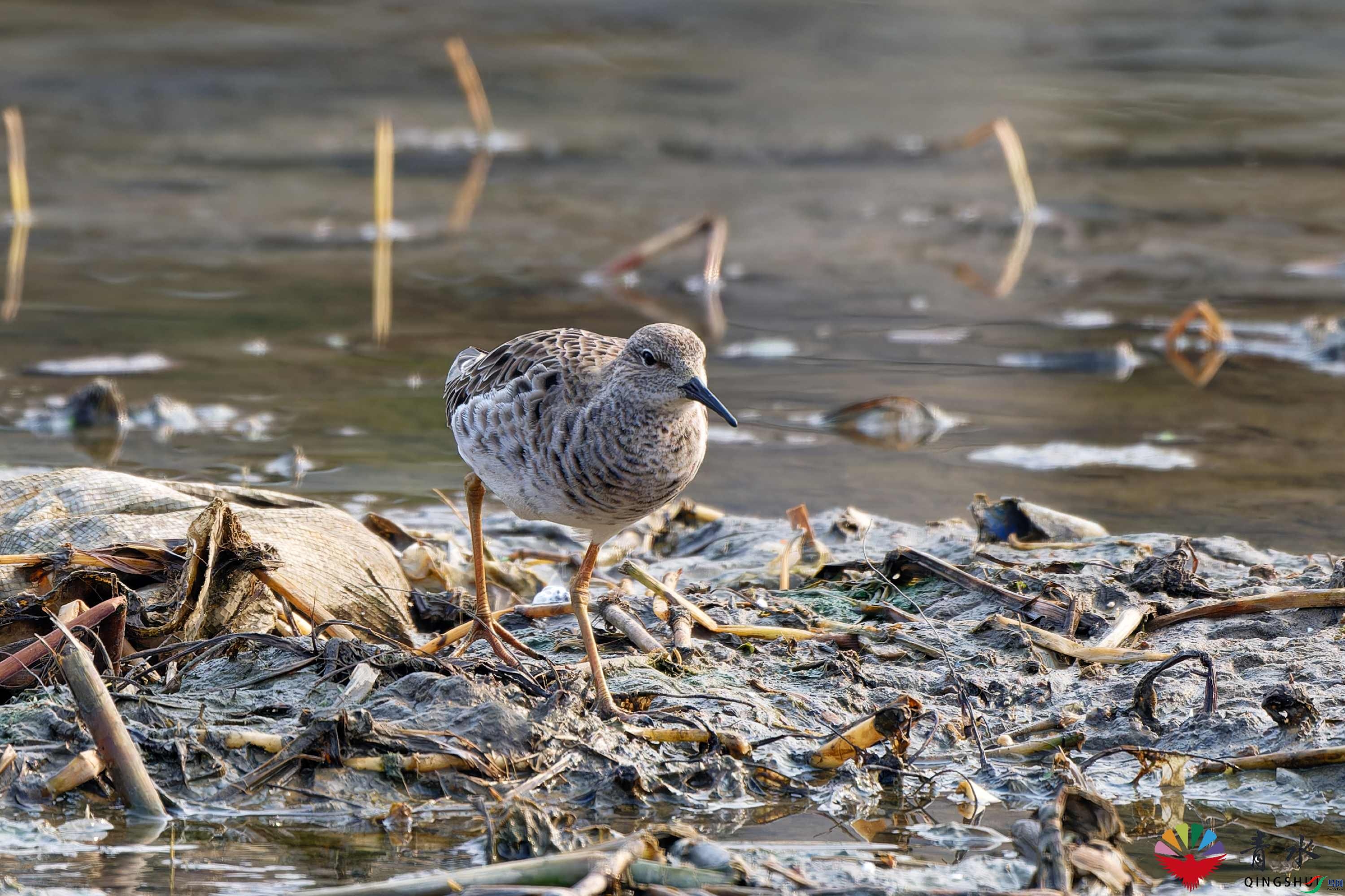 DSC00007_DxO_raw.jpg