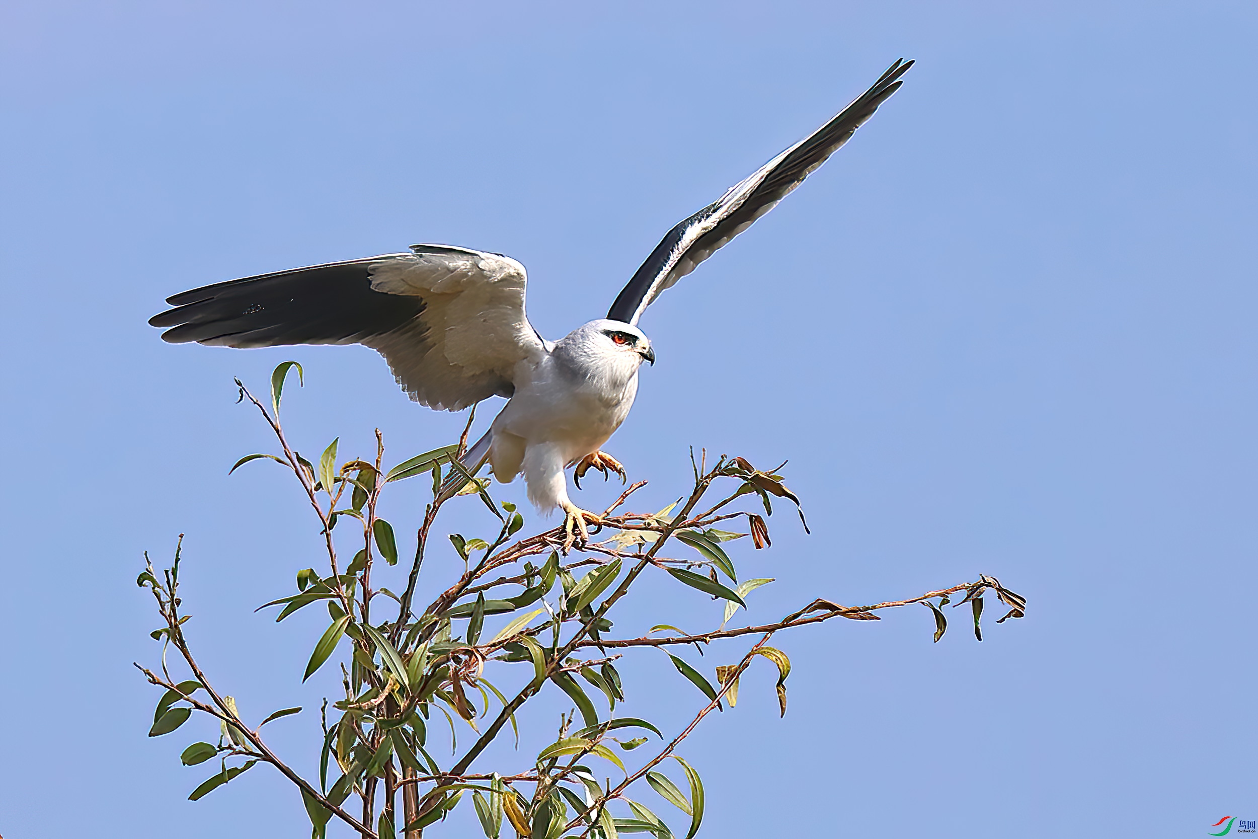 �ǻ�����