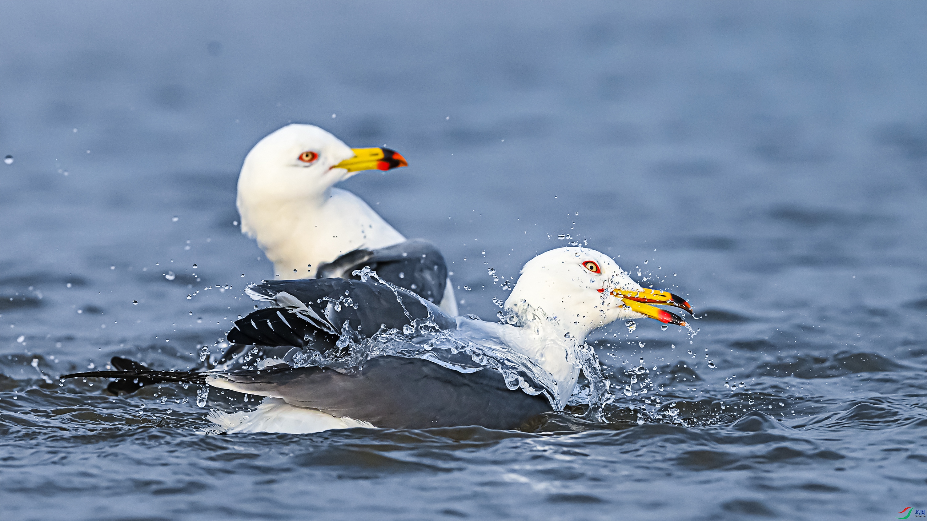 11-1893 ����.jpg