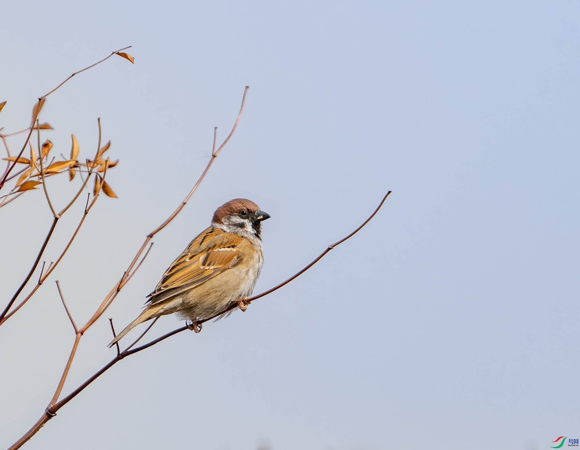 DSC_4484-1.jpg