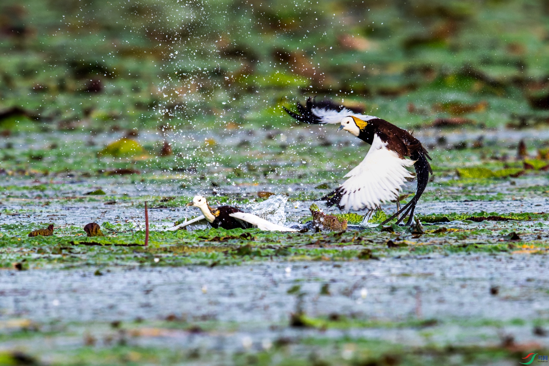 _00A0037-CR2_DxO_DeepPRIME.jpg