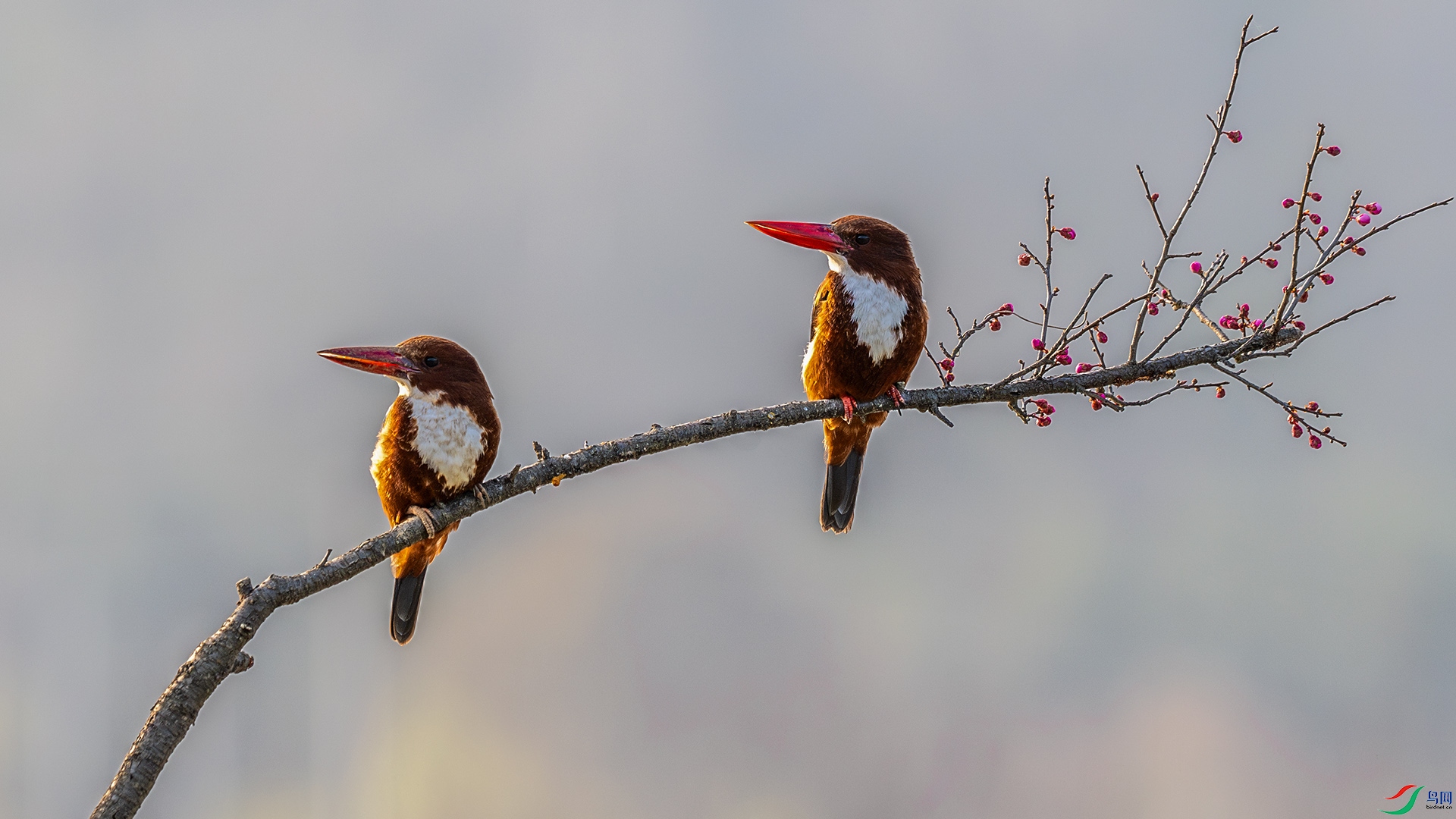 DSC_2404-����ǿ-NR.jpg