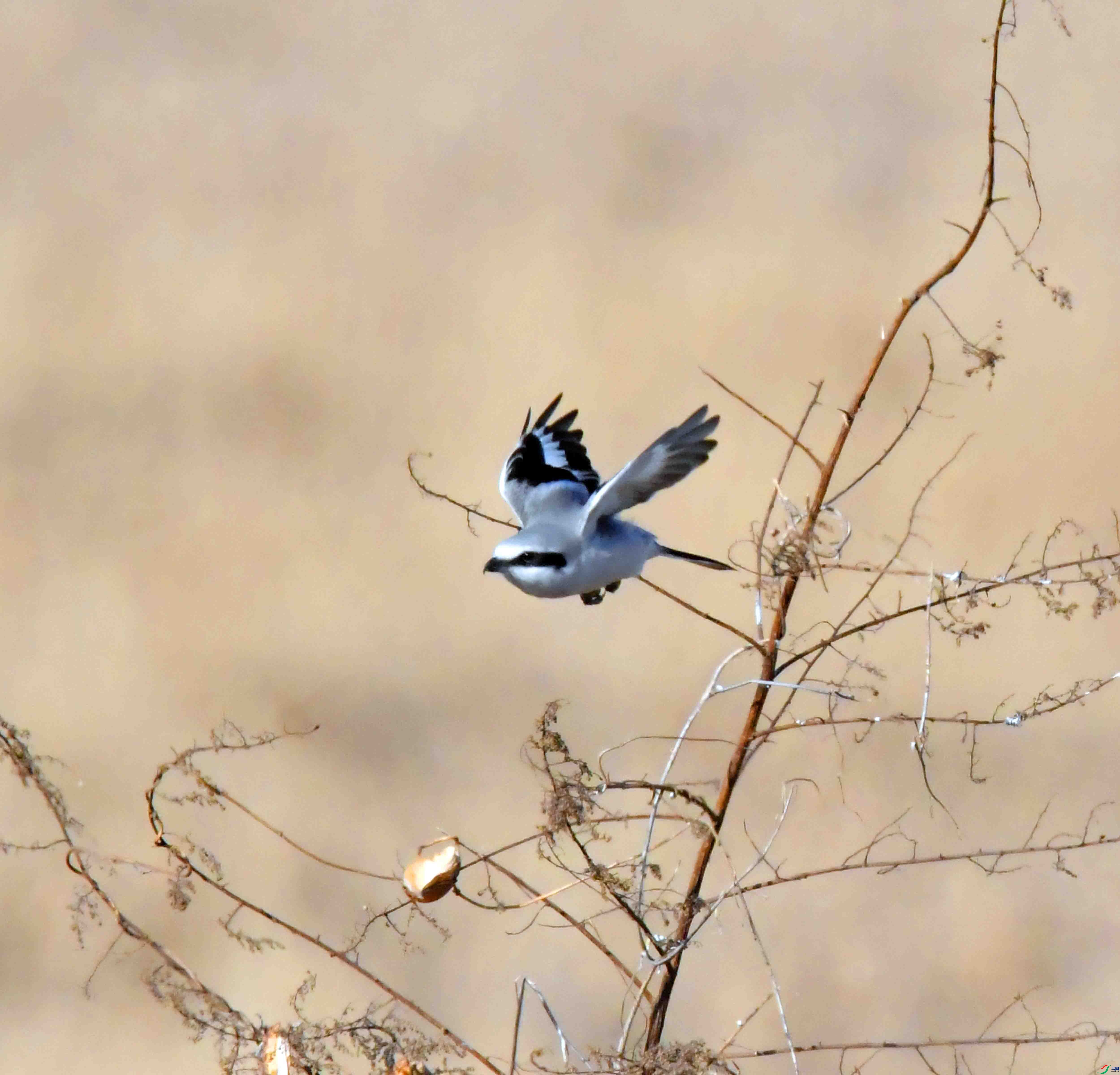 DSC_9714.JPG