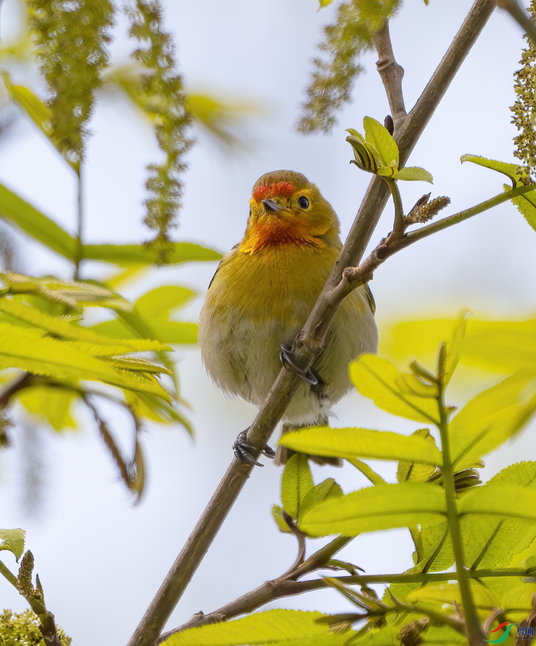 DSC_9168-����ǿ-NR ����.jpg