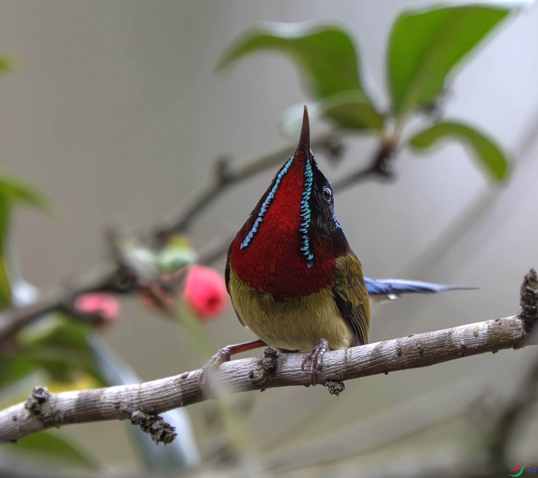 DSC_3319-����ǿ-NR ����.jpg