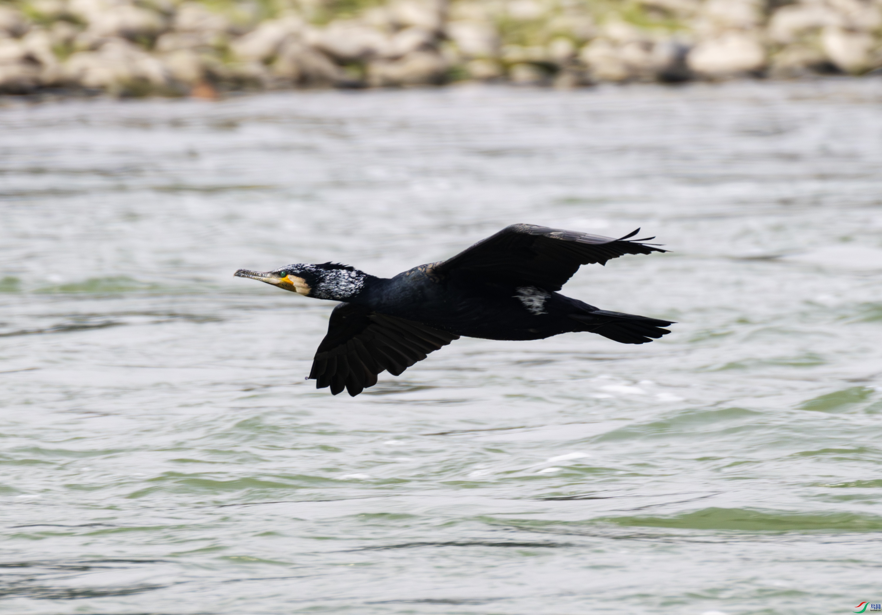 2I1A2982-����ǿ-NR ����.jpg