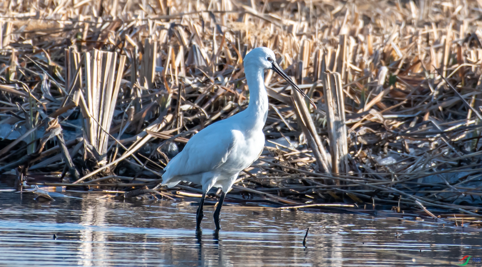 DSC_7126.jpg