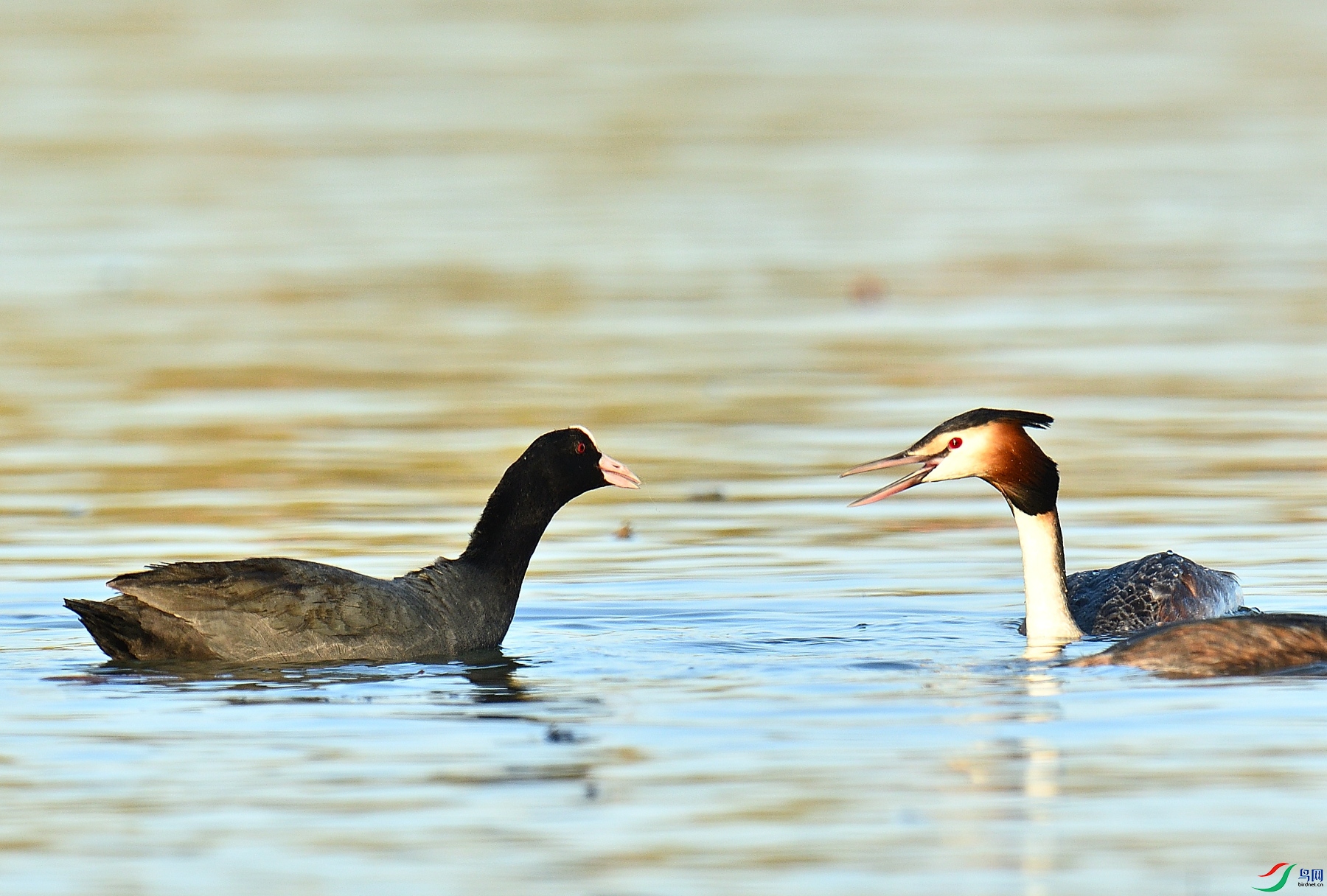 DSC_4535.JPG