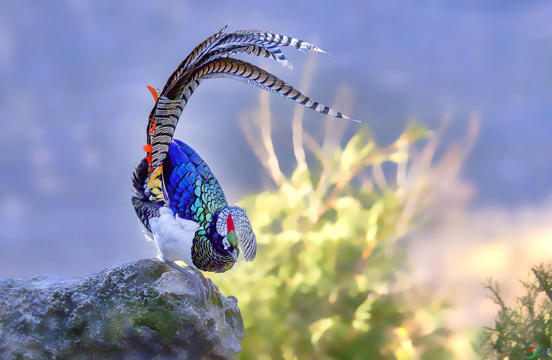 _07A3970-Sh----1 .jpg