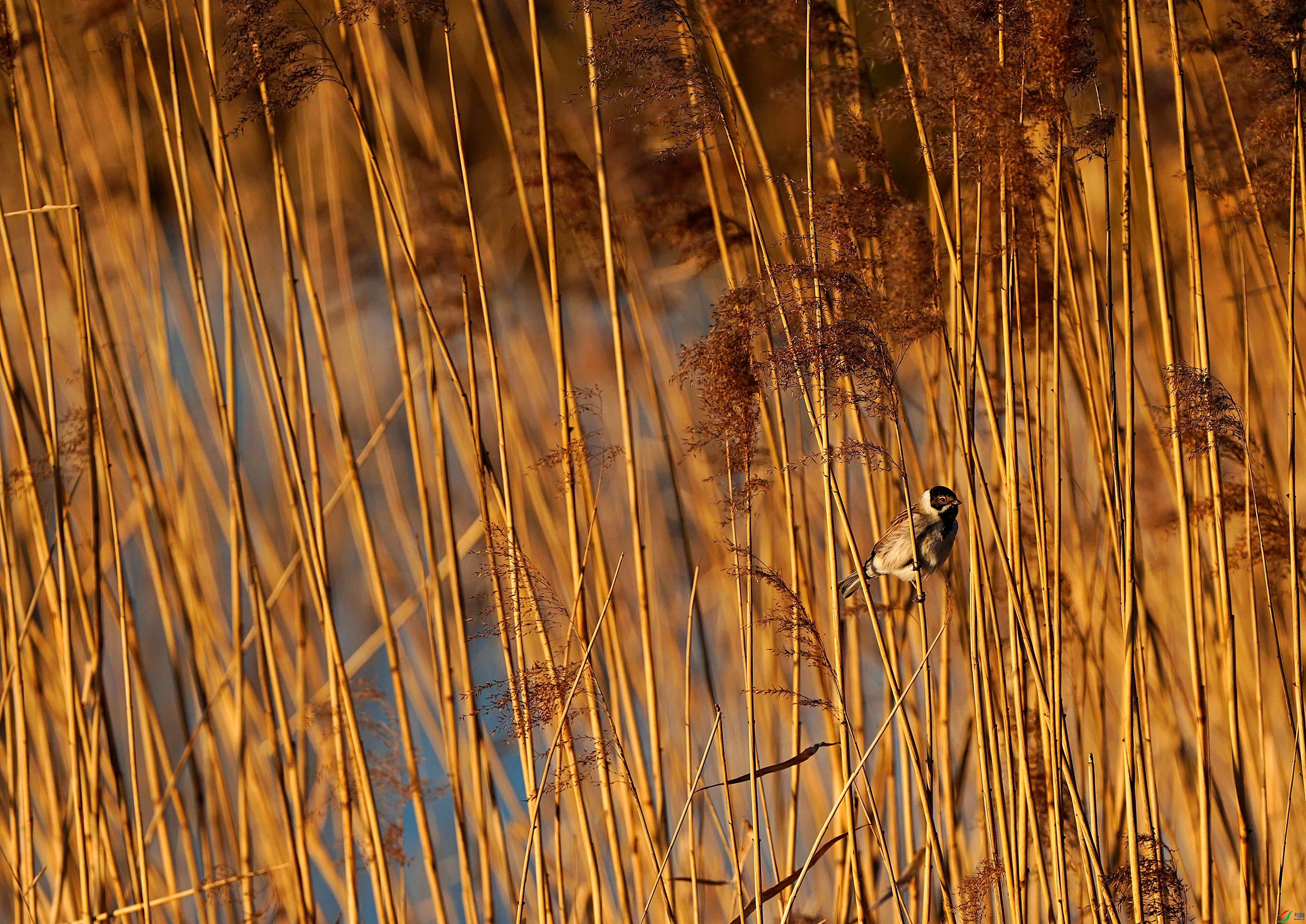 _DSC9106.JPG