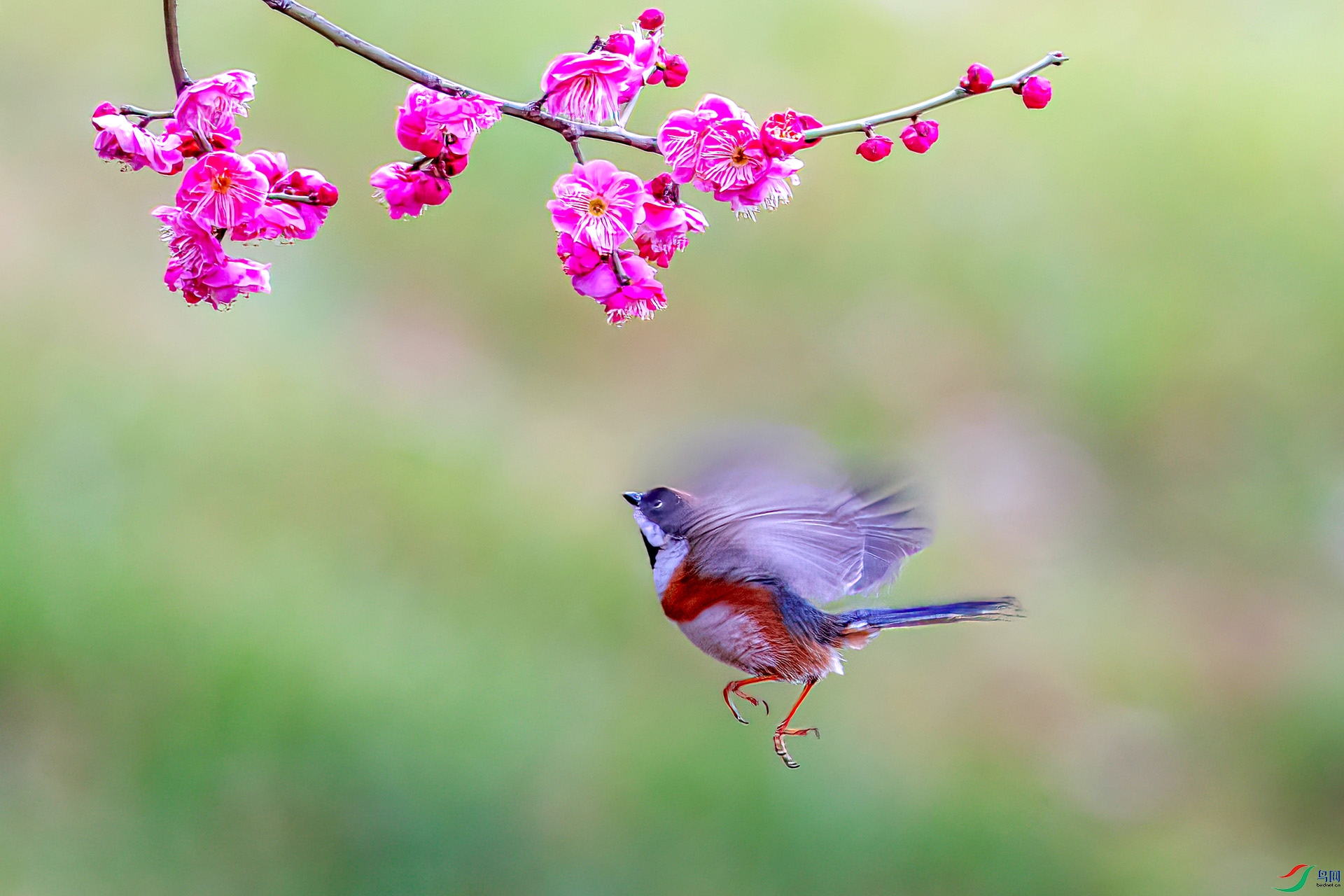 060A0096 ����-Sha----1 .jpg