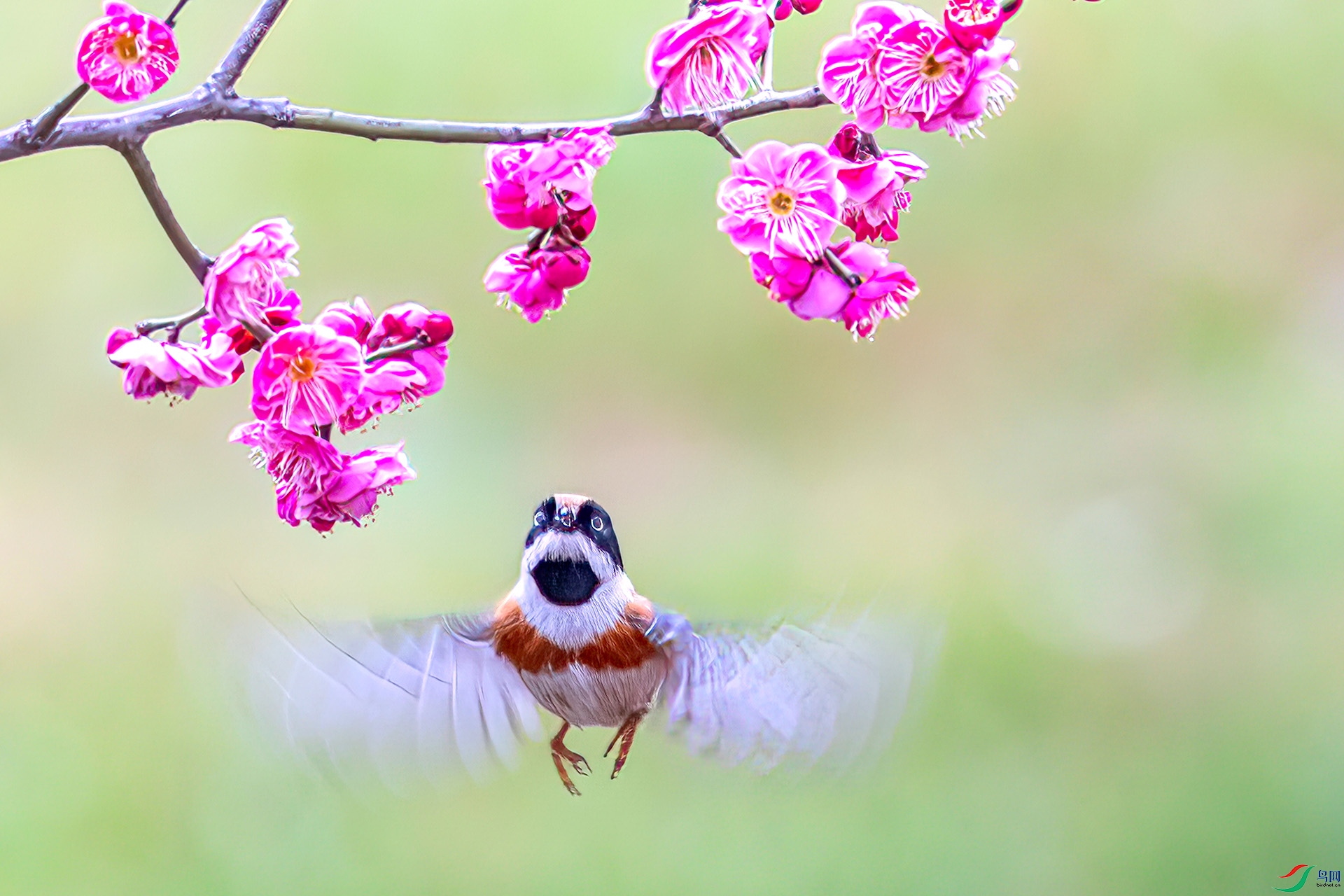 060A0125 ����-Sha---1 .jpg