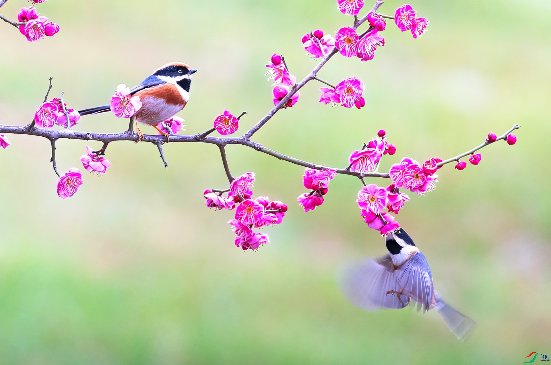 060A0146-Sha---1 .jpg