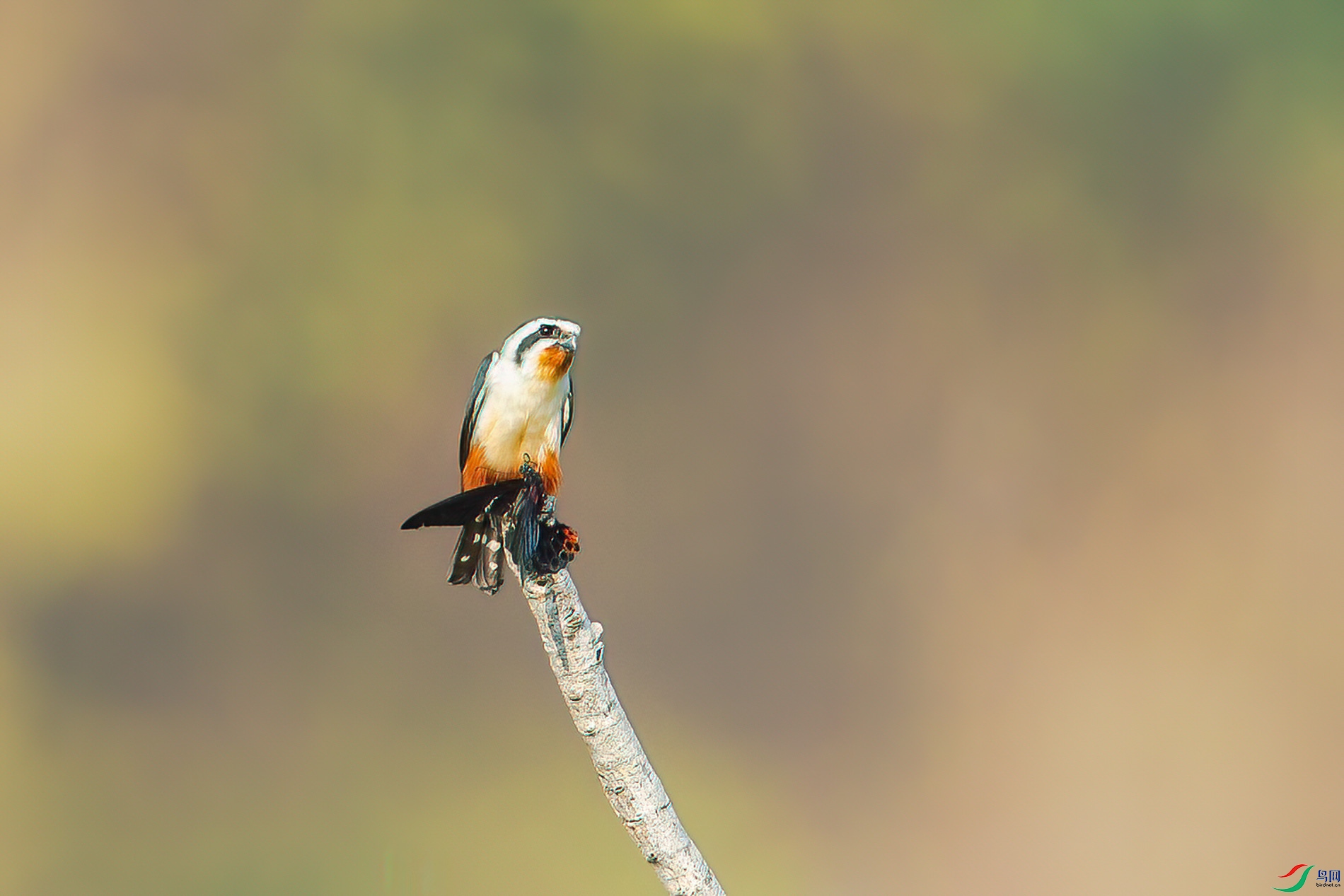 a_64097-1.jpg