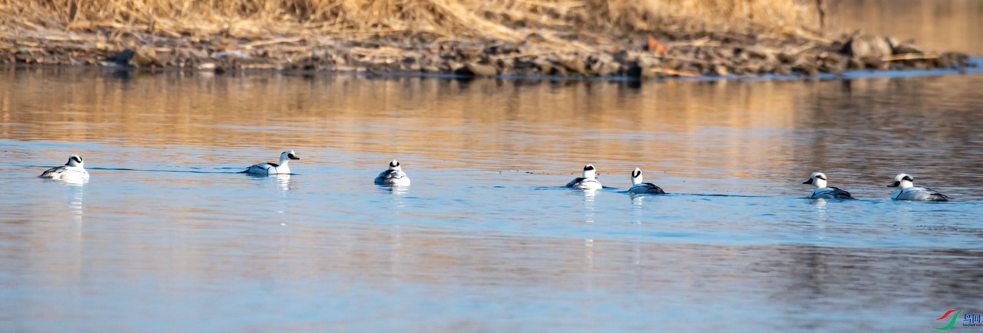 DSC_7379.jpg