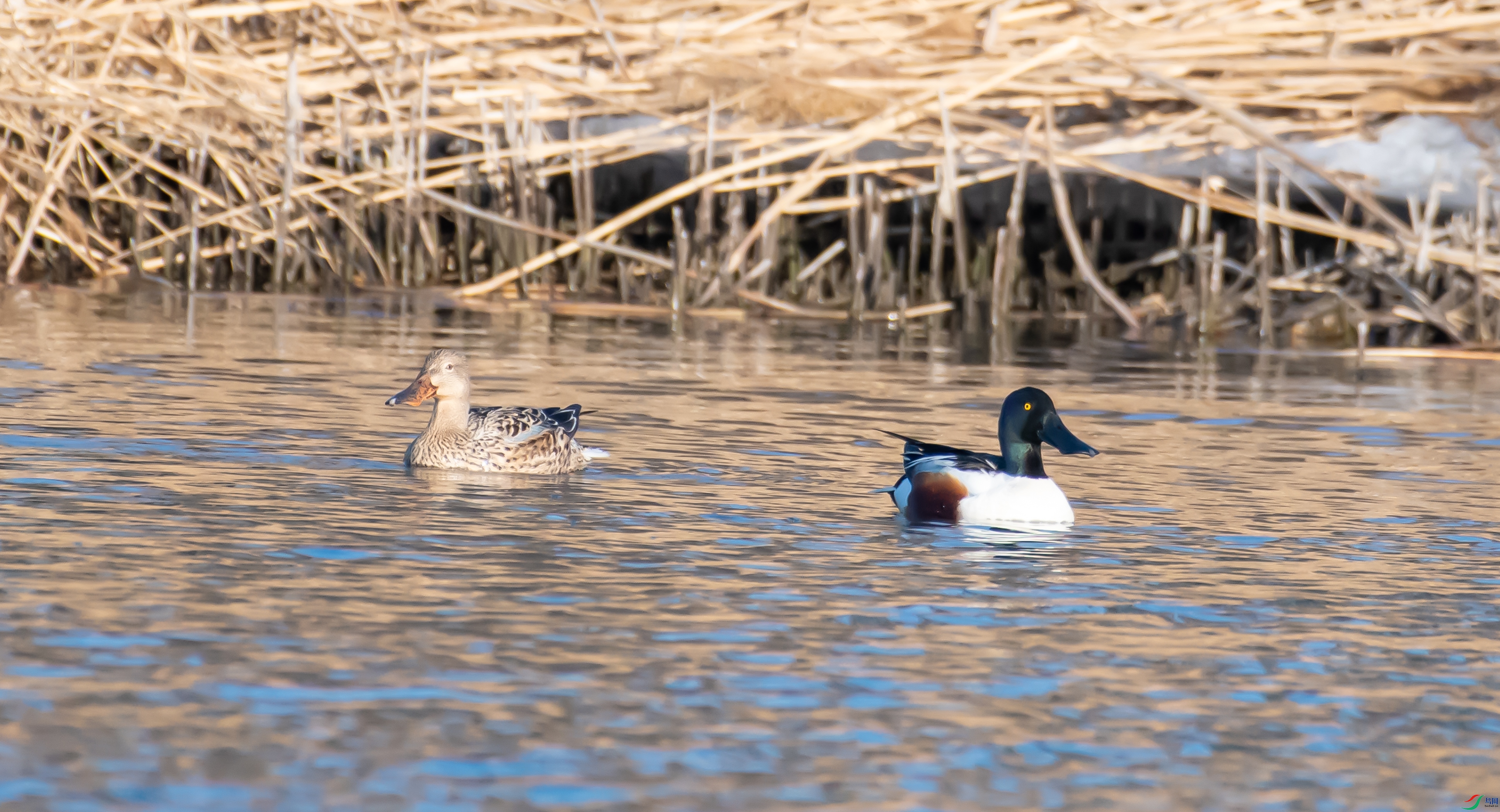 DSC_9206_1.jpg