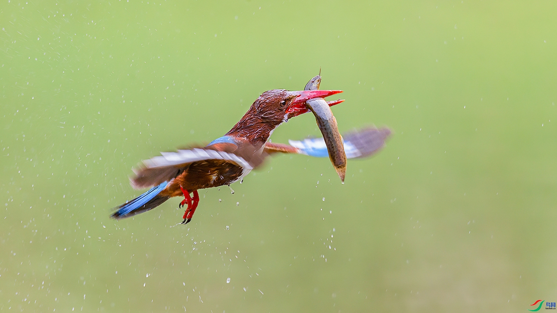 3.16�ƽ�Ҷ��ʦ��Ʒ   �������  ��ף���ٻ����Ѿ�����.jpg