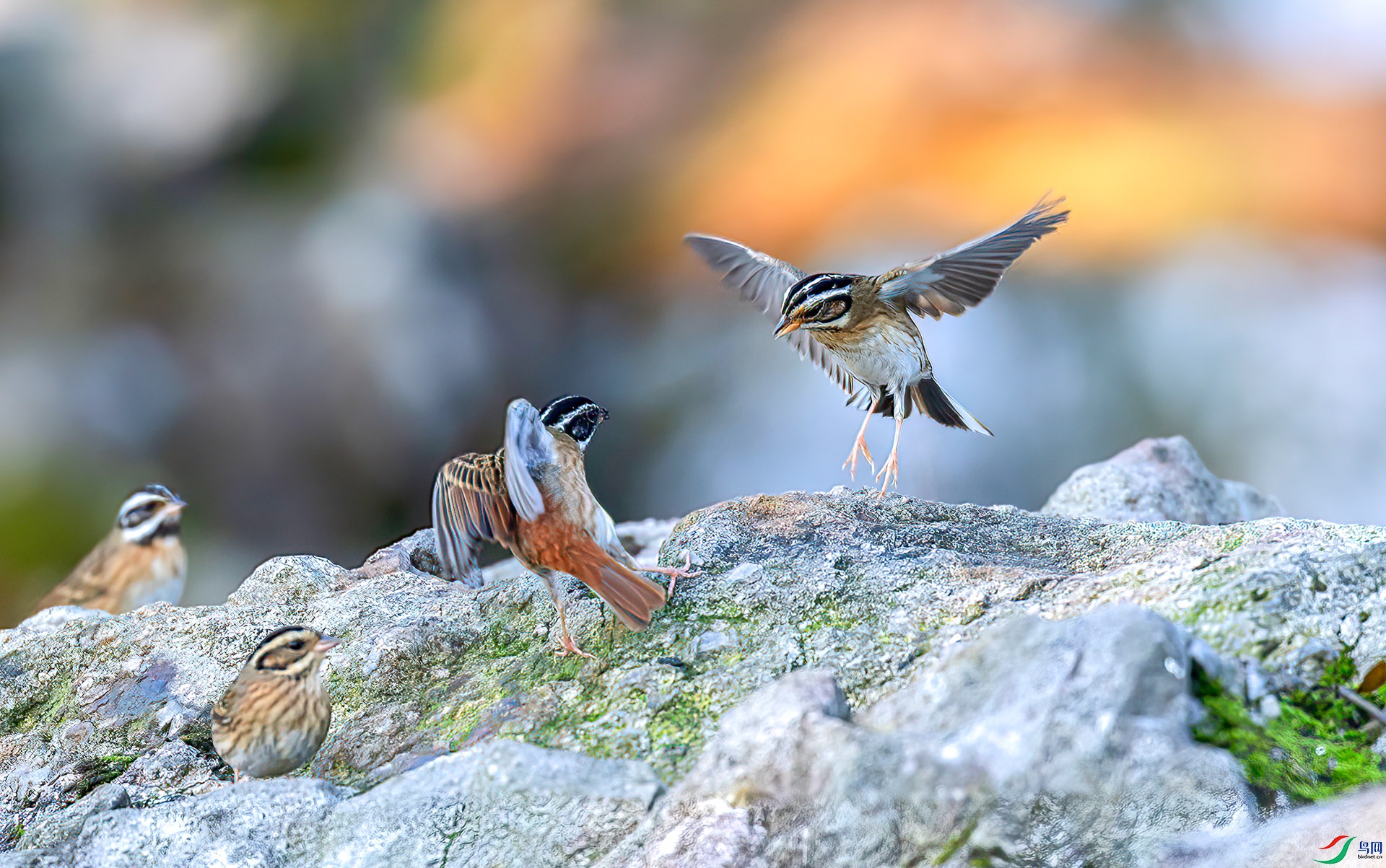 060A0147 ����-Sha----1 .jpg