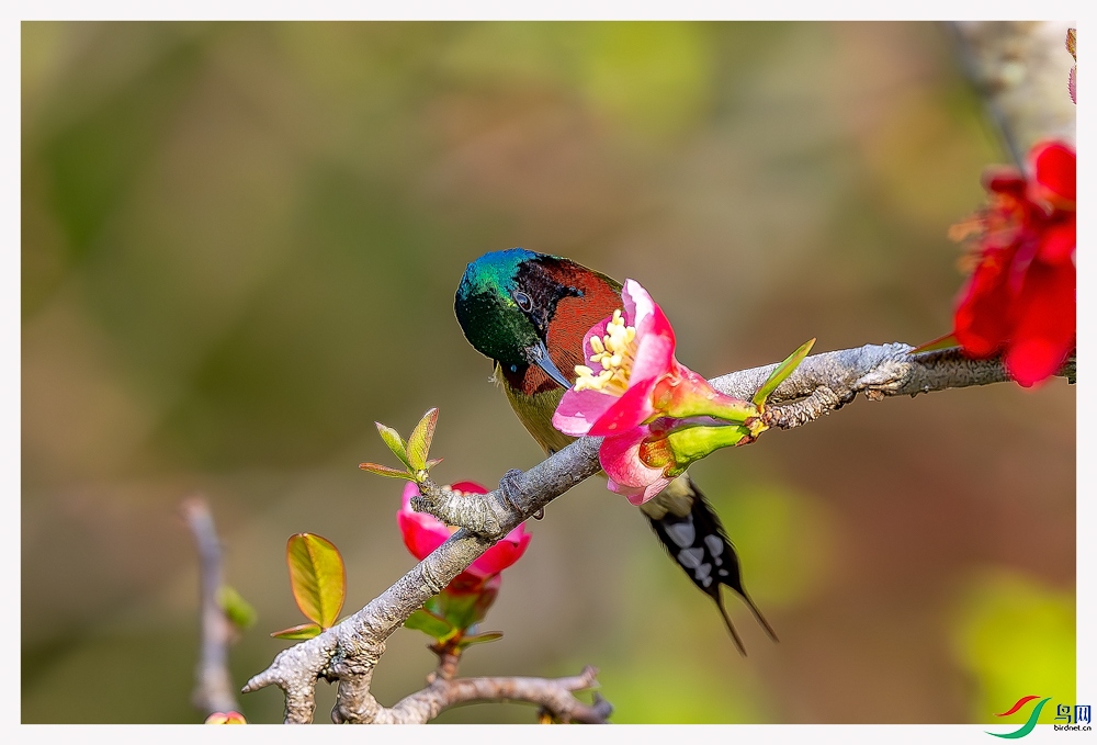 _DSC2009-����ǿ-NR ����.jpg