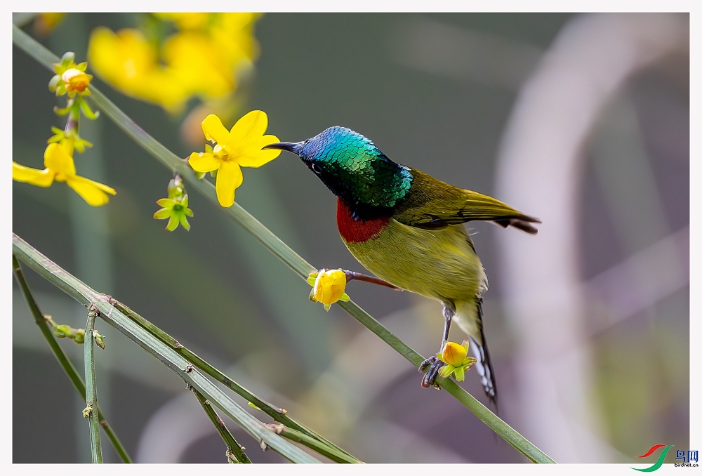 _DSC2366-����ǿ-NR ����.jpg