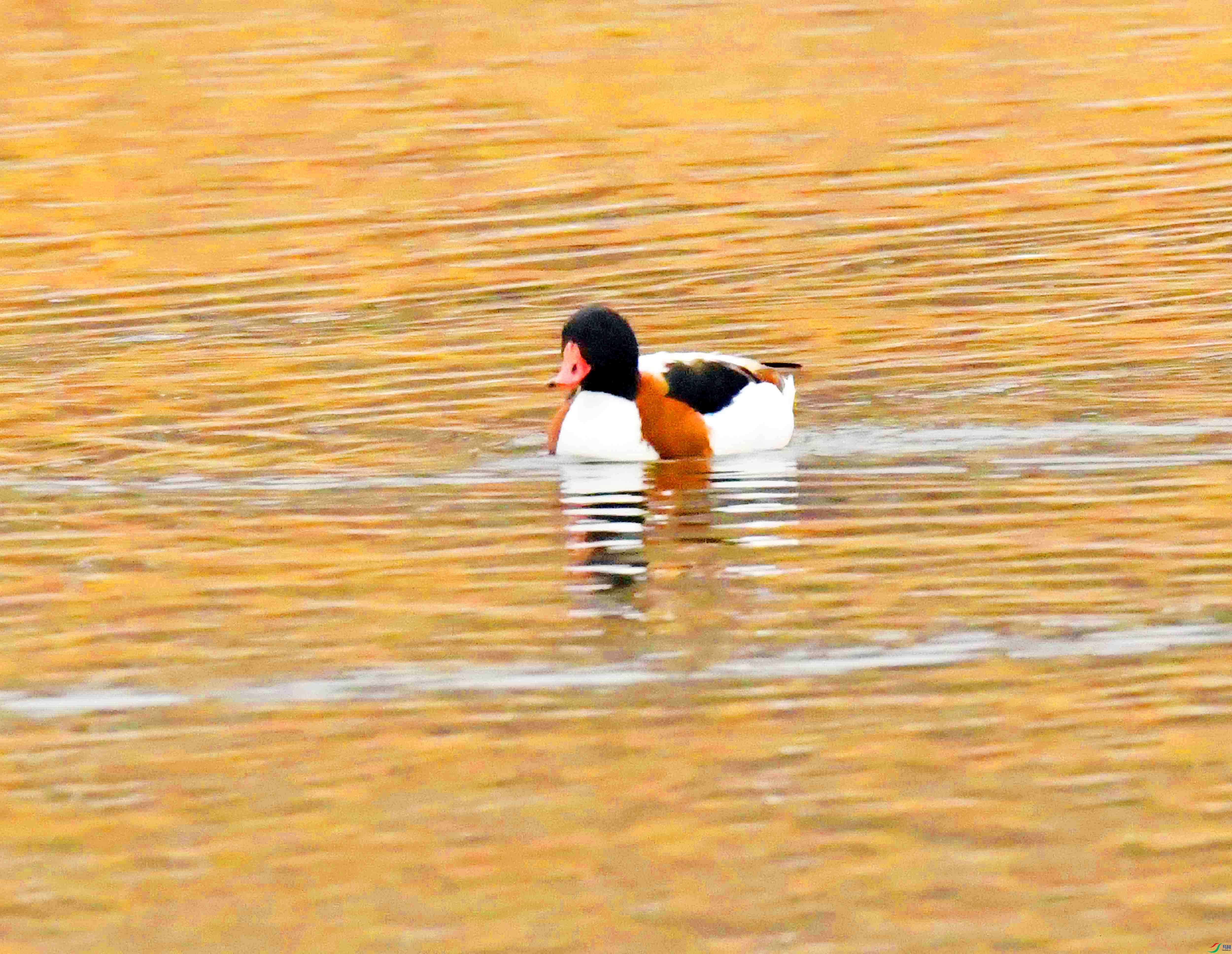 DSC_7002.JPG