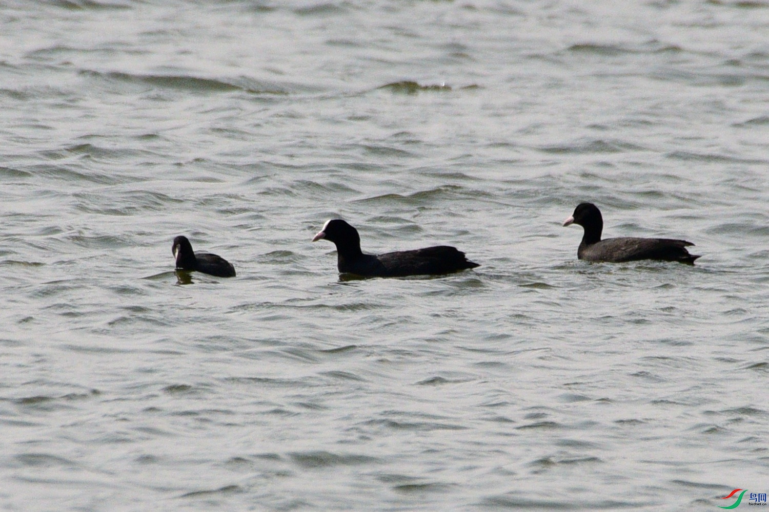 DSC_7218.JPG