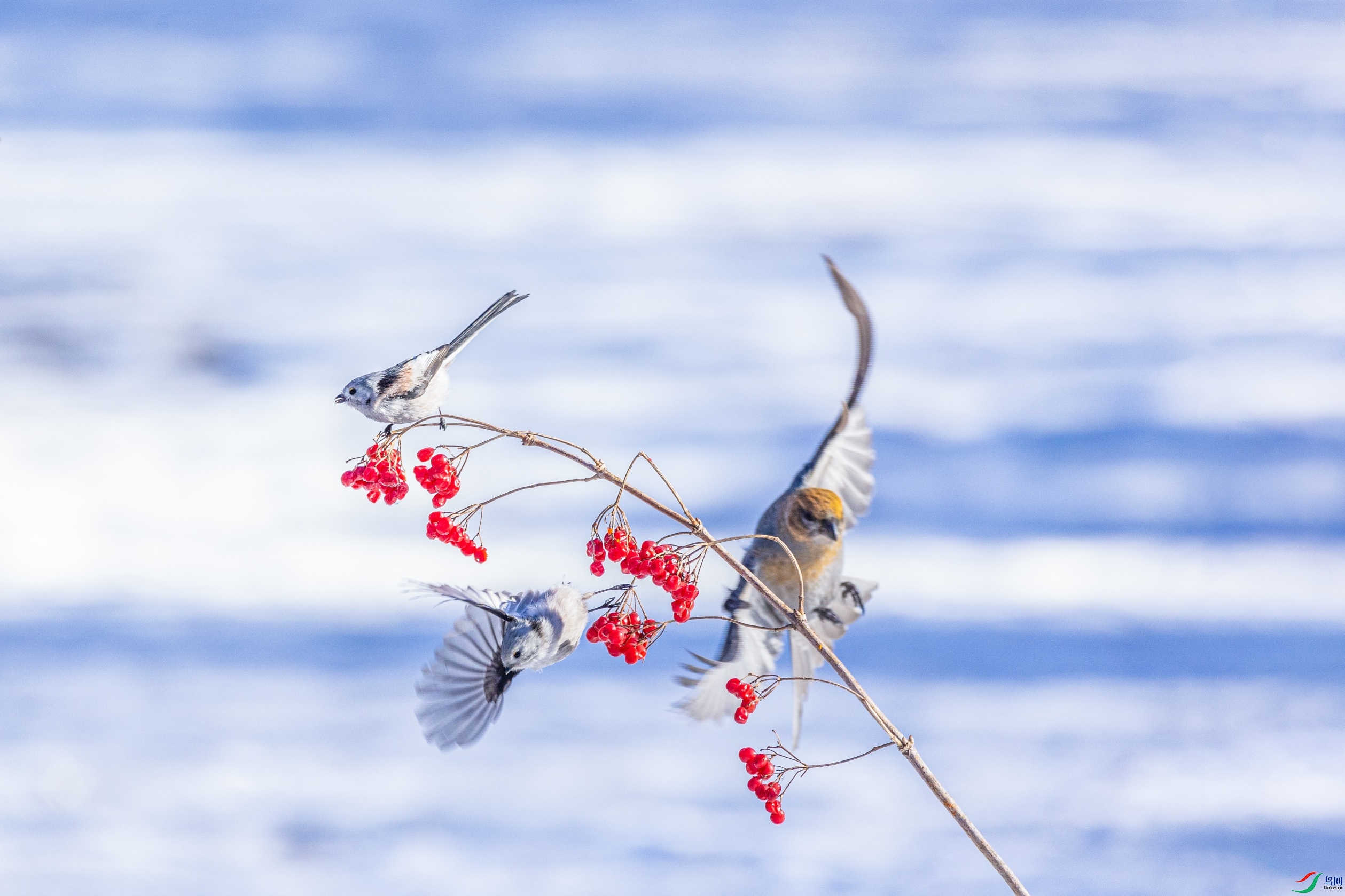 1K3A2510 ����1.jpg