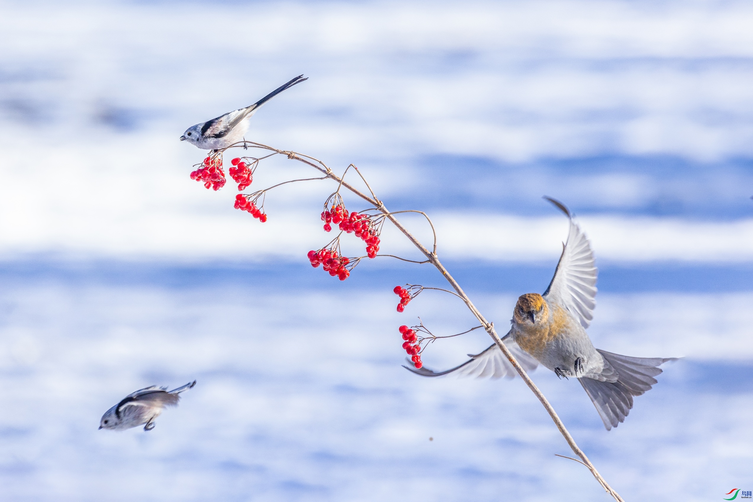 1K3A2512 ����1.jpg