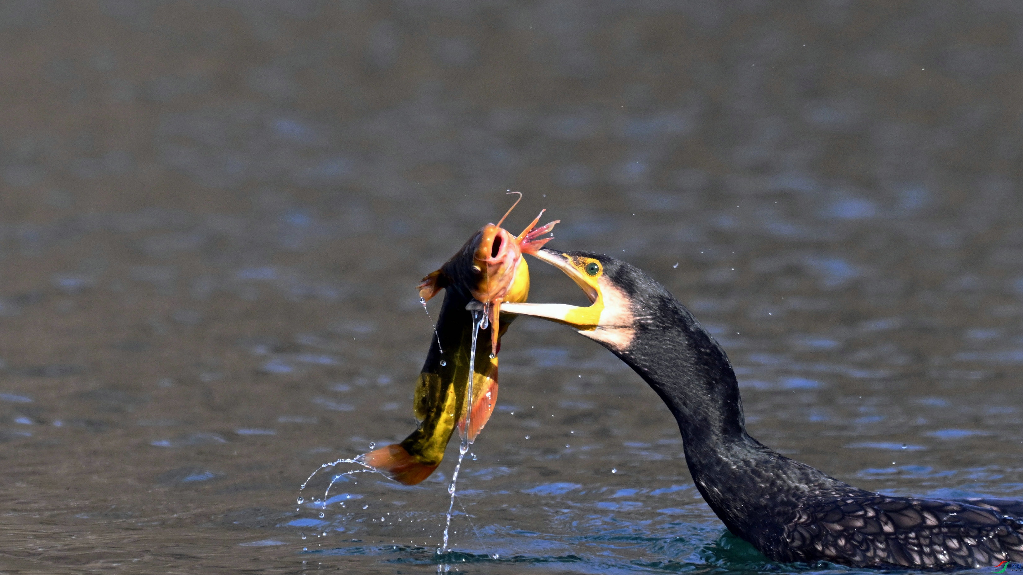 DSC_9066.JPG