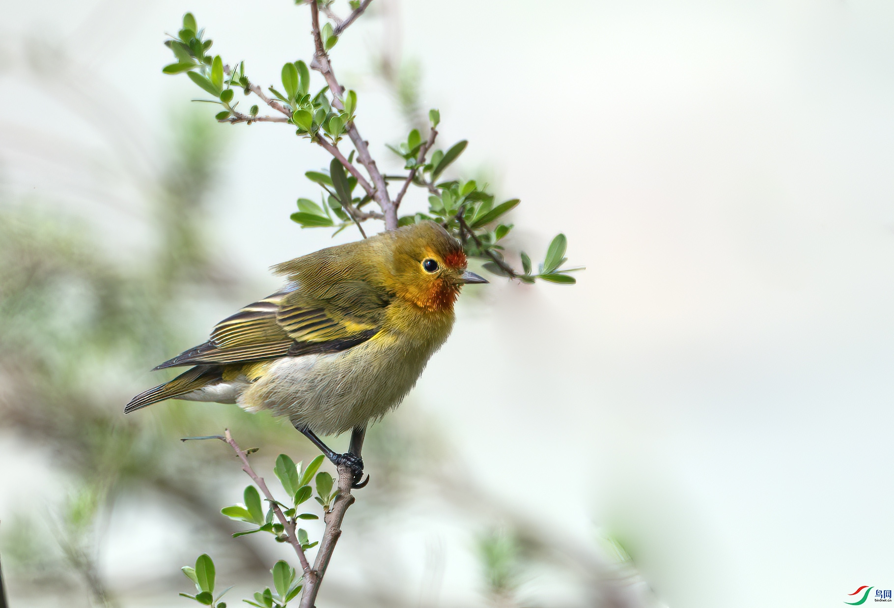 DSC_9403-����ǿ-NR ����.jpg