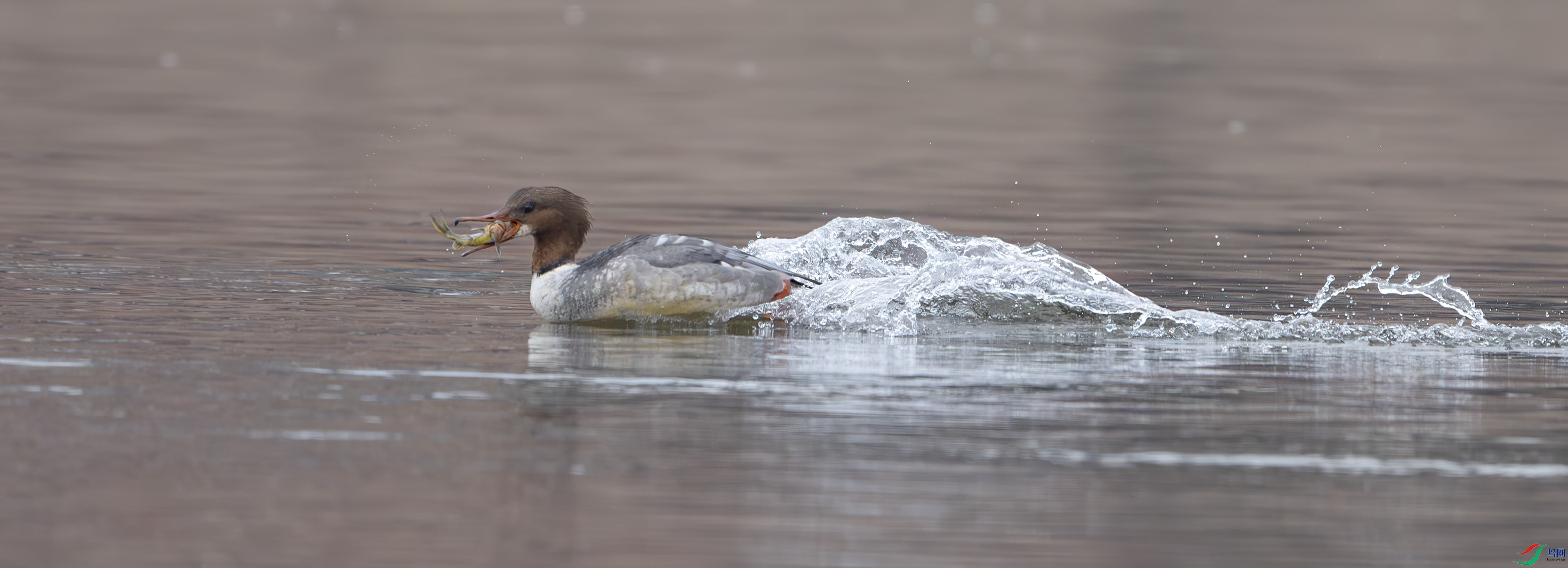 DSC_1780-����ǿ-NR ����.jpg