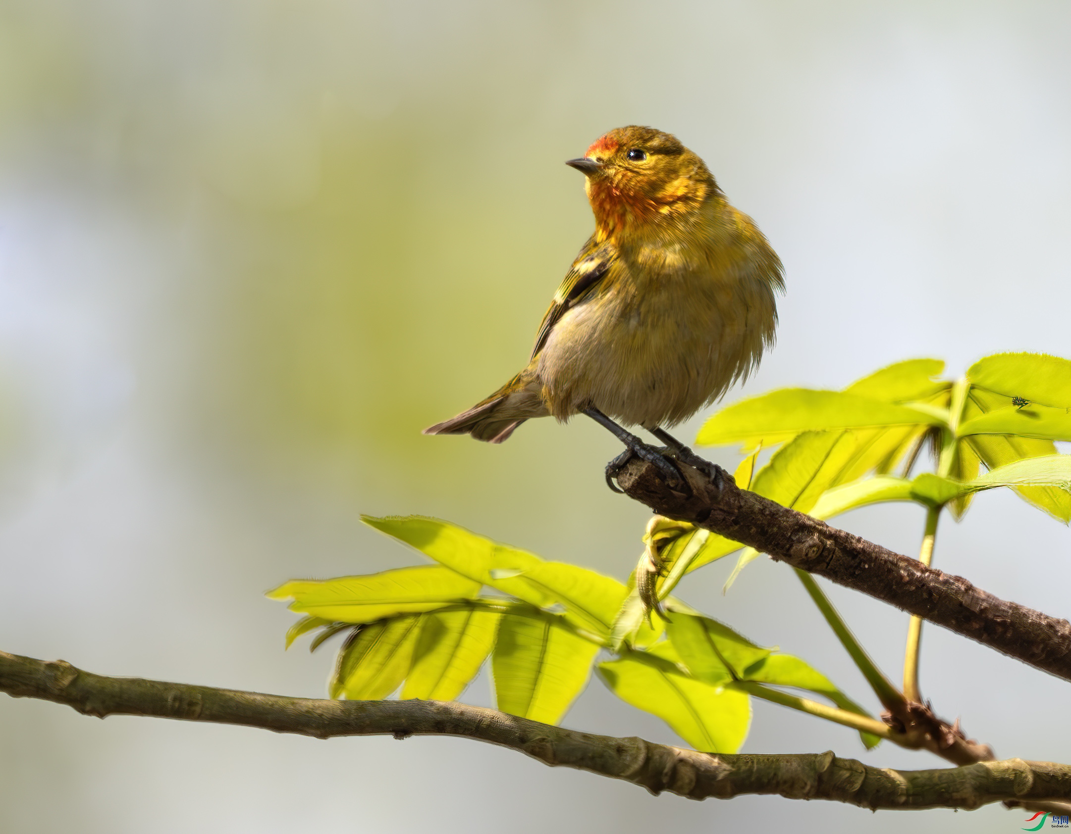 DSC_9096-����ǿ-NR ����.jpg