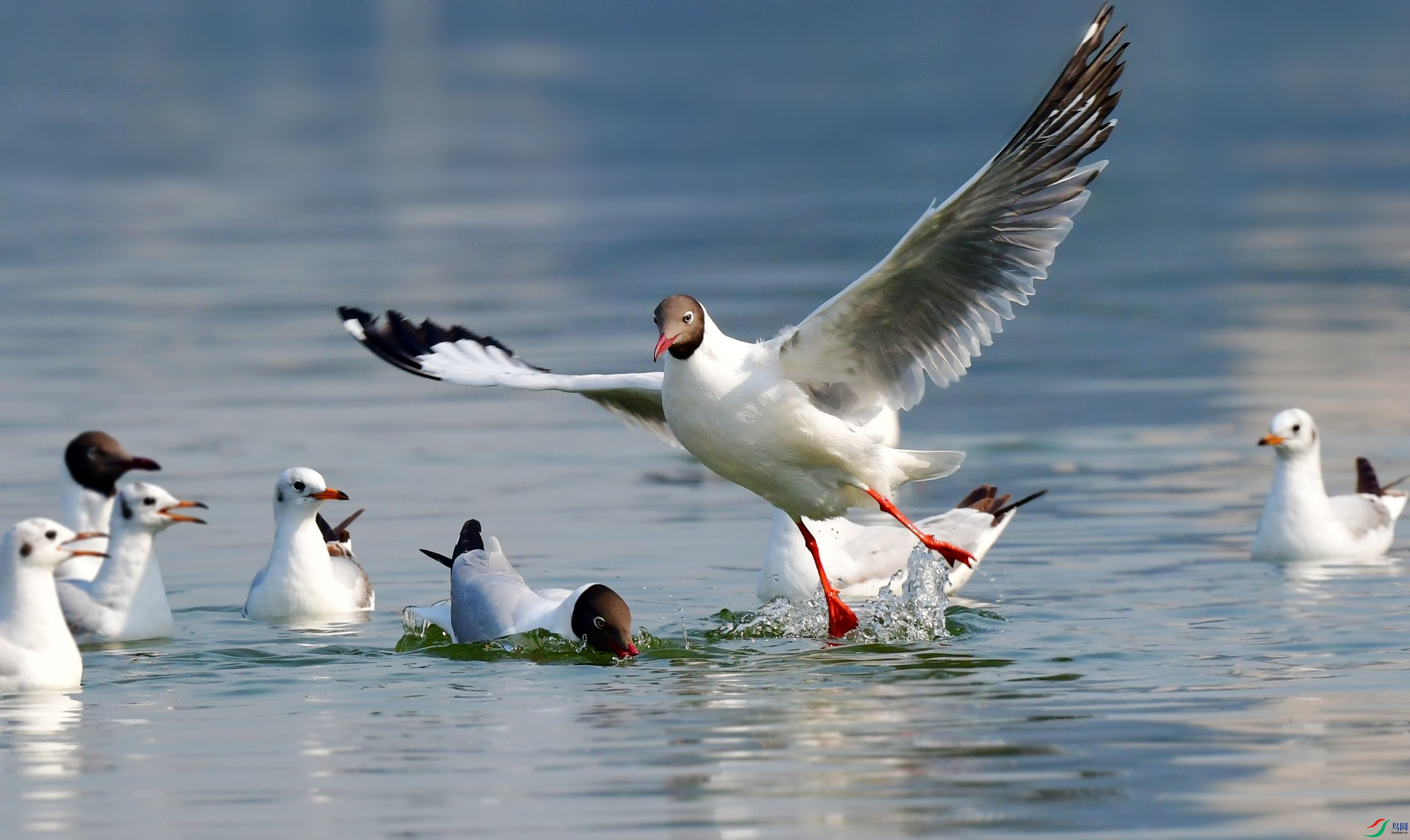 DSC_8686_conew2.jpg