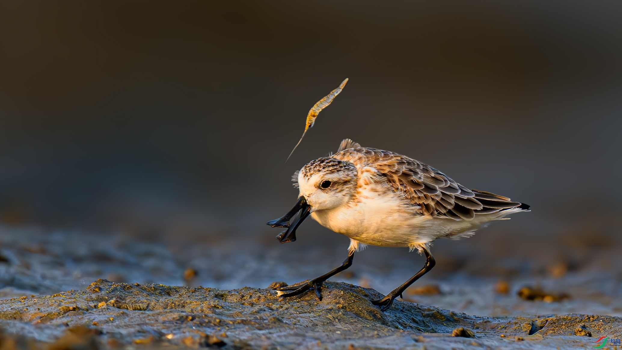 ��,��ζ��ȥ��?