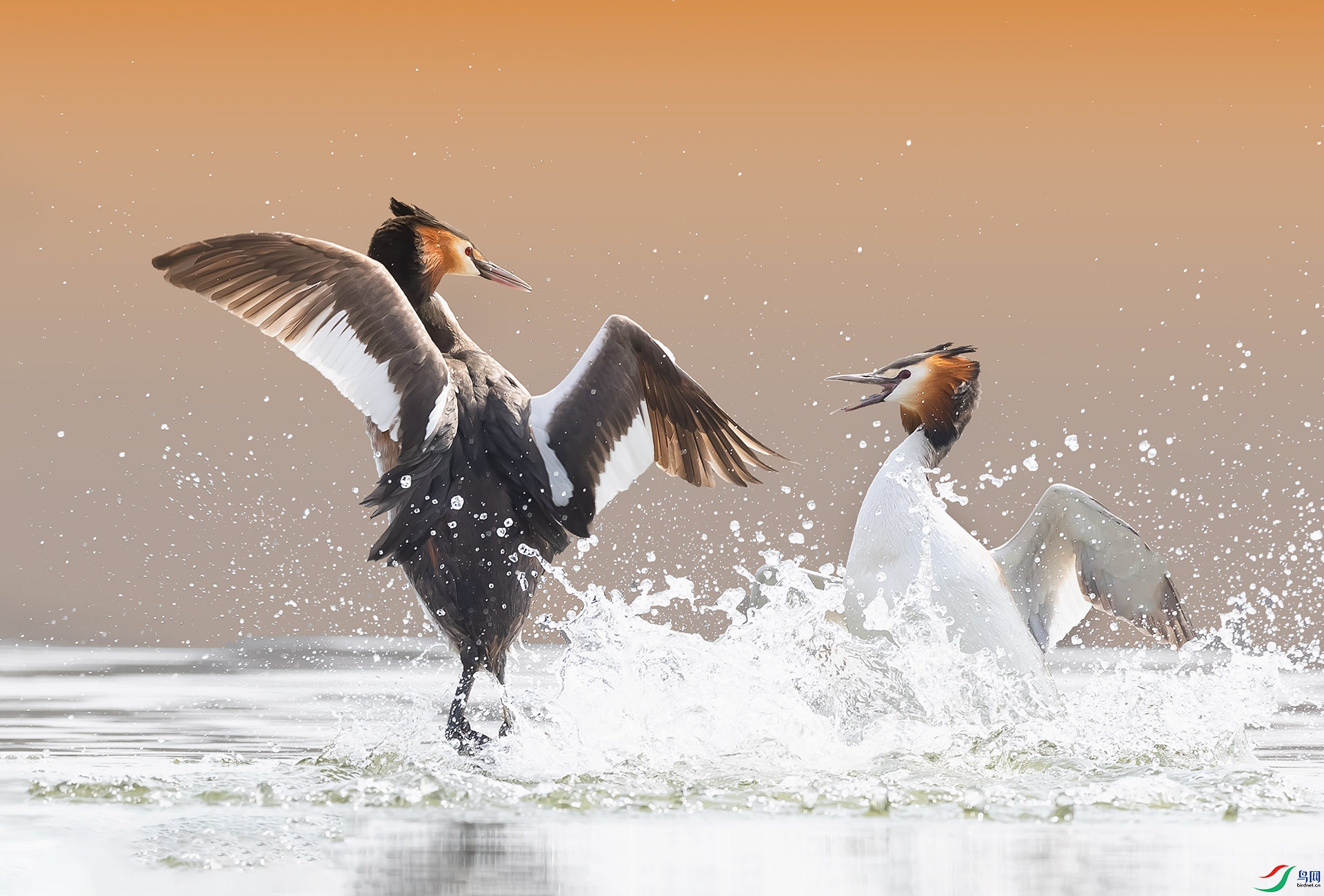 019A3471 ����.jpg