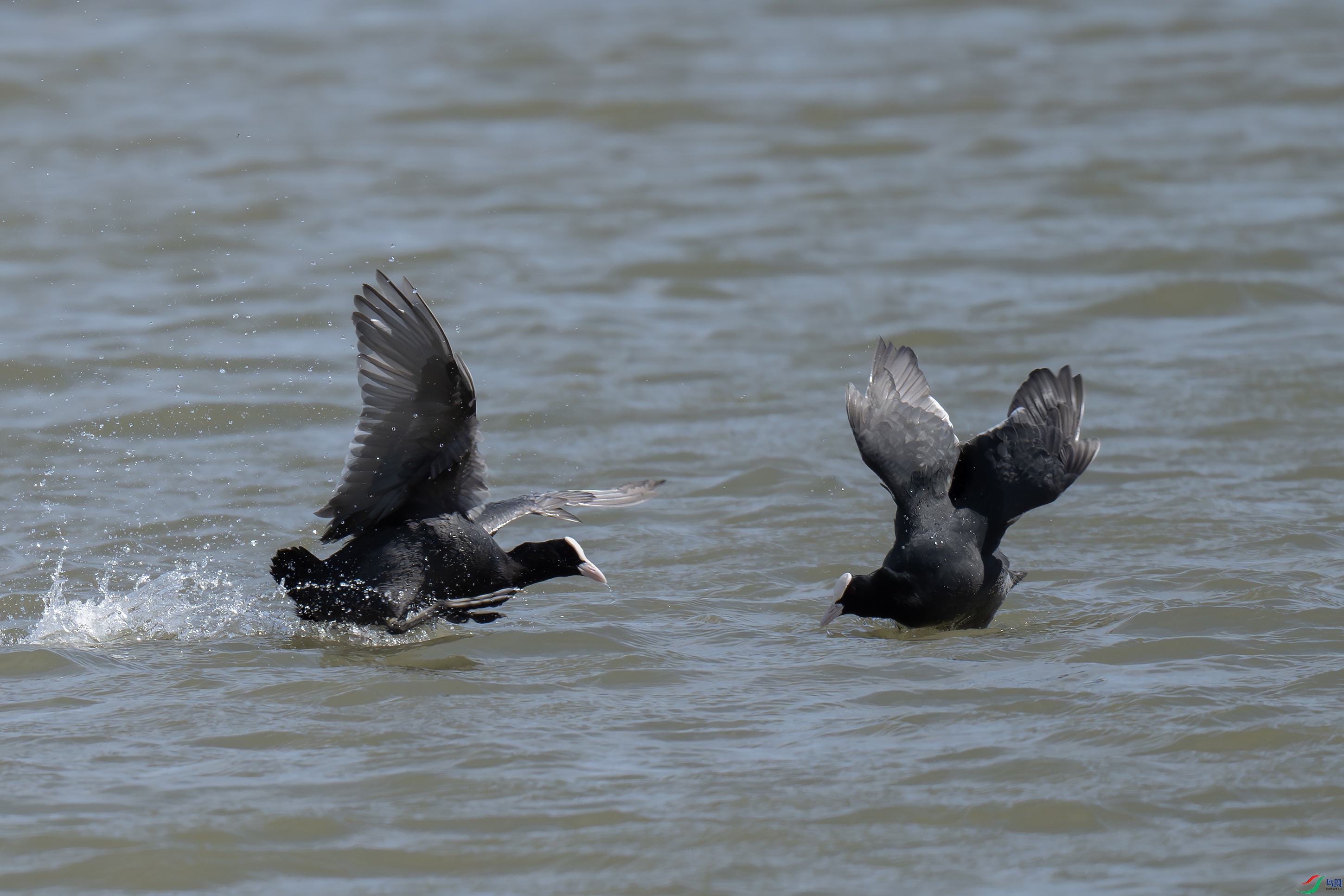 DSC_8854 ����.jpg