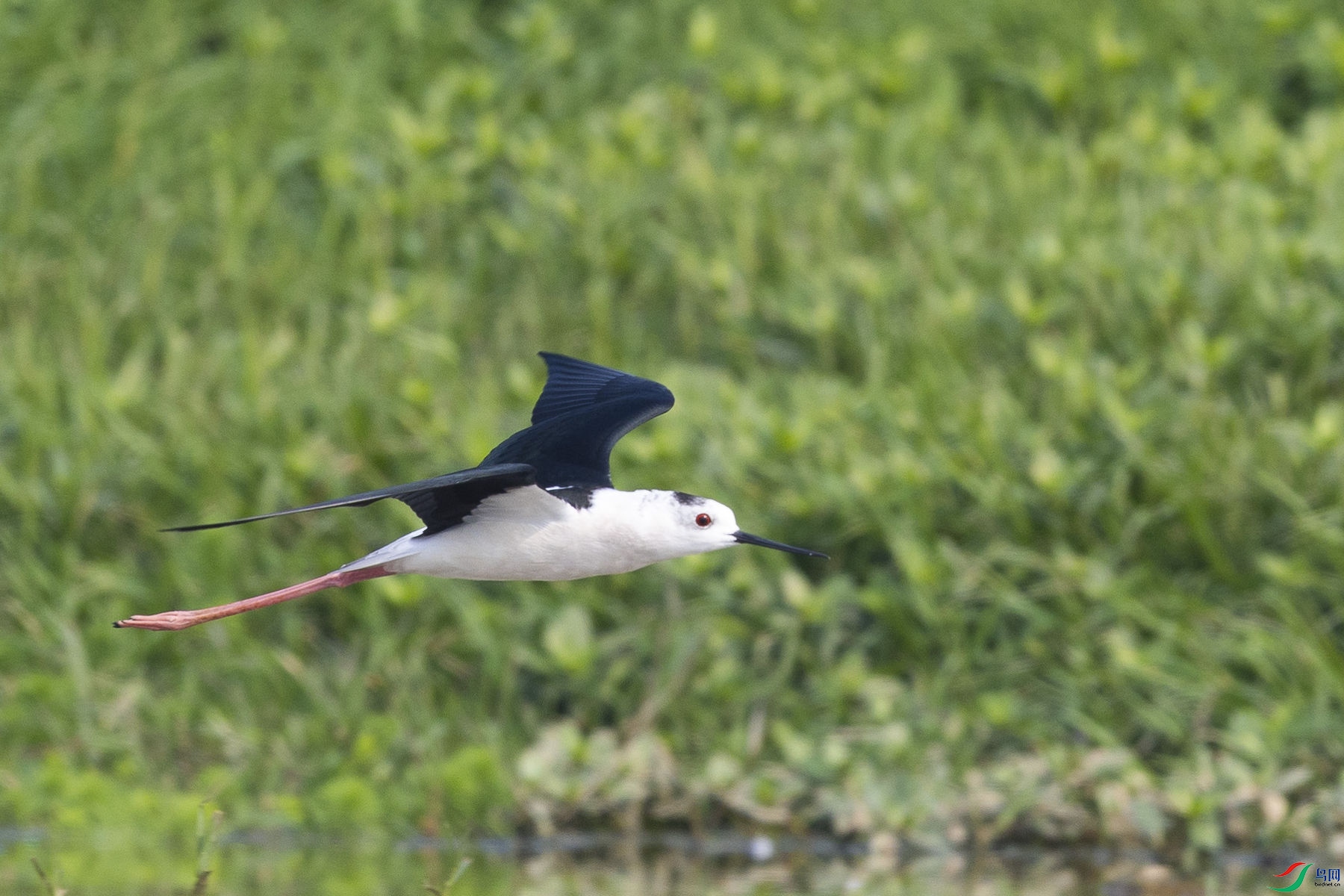 �ڳ᳤����