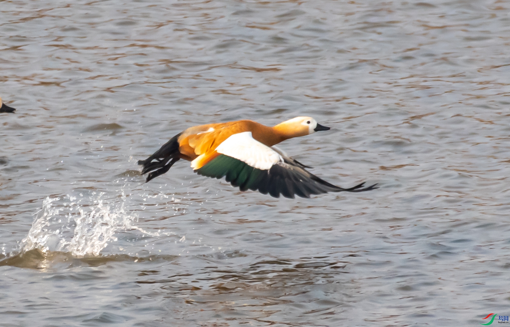DSC_7296.jpg