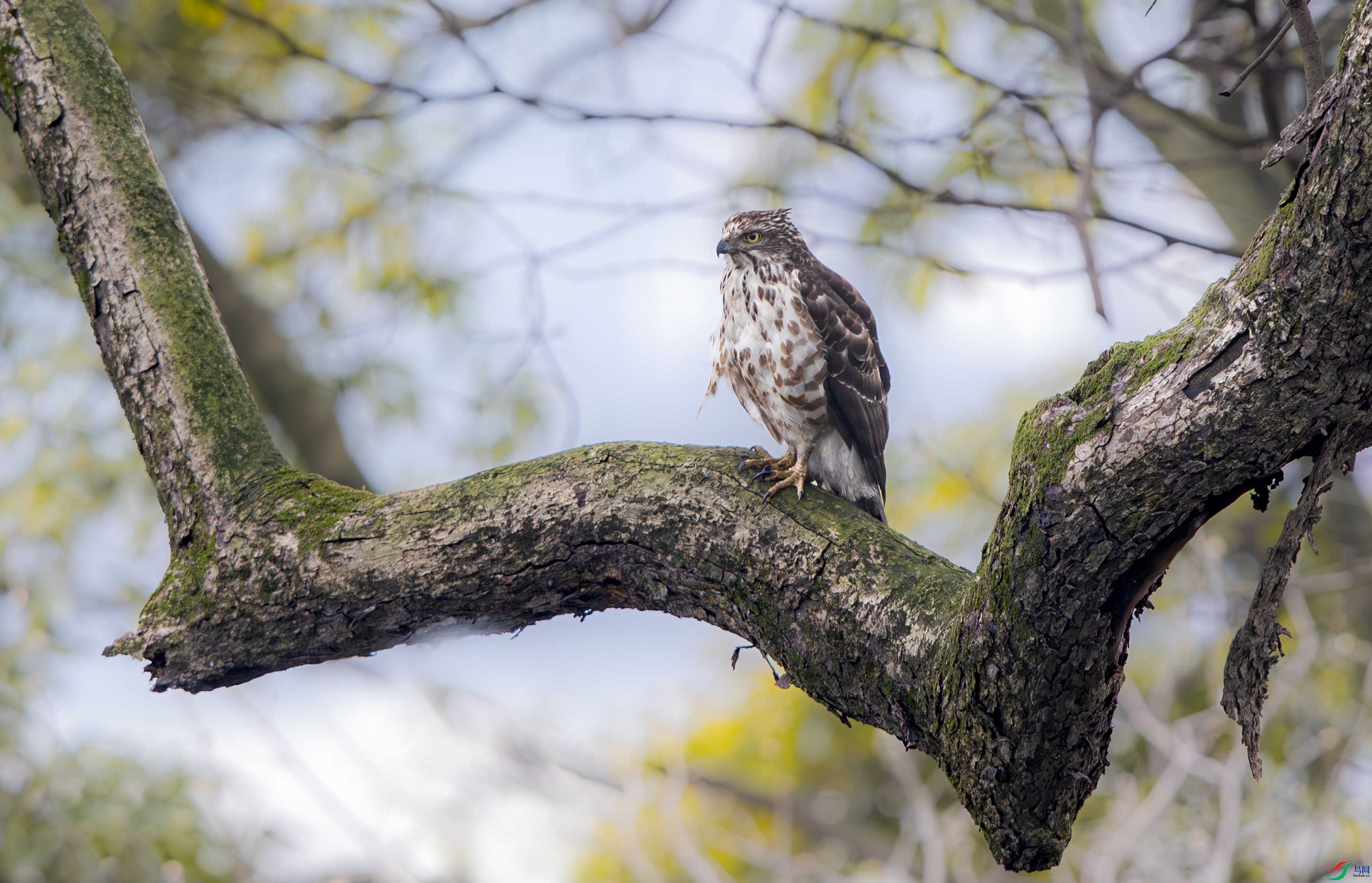 A15I5331-����ǿ-NR ����.jpg