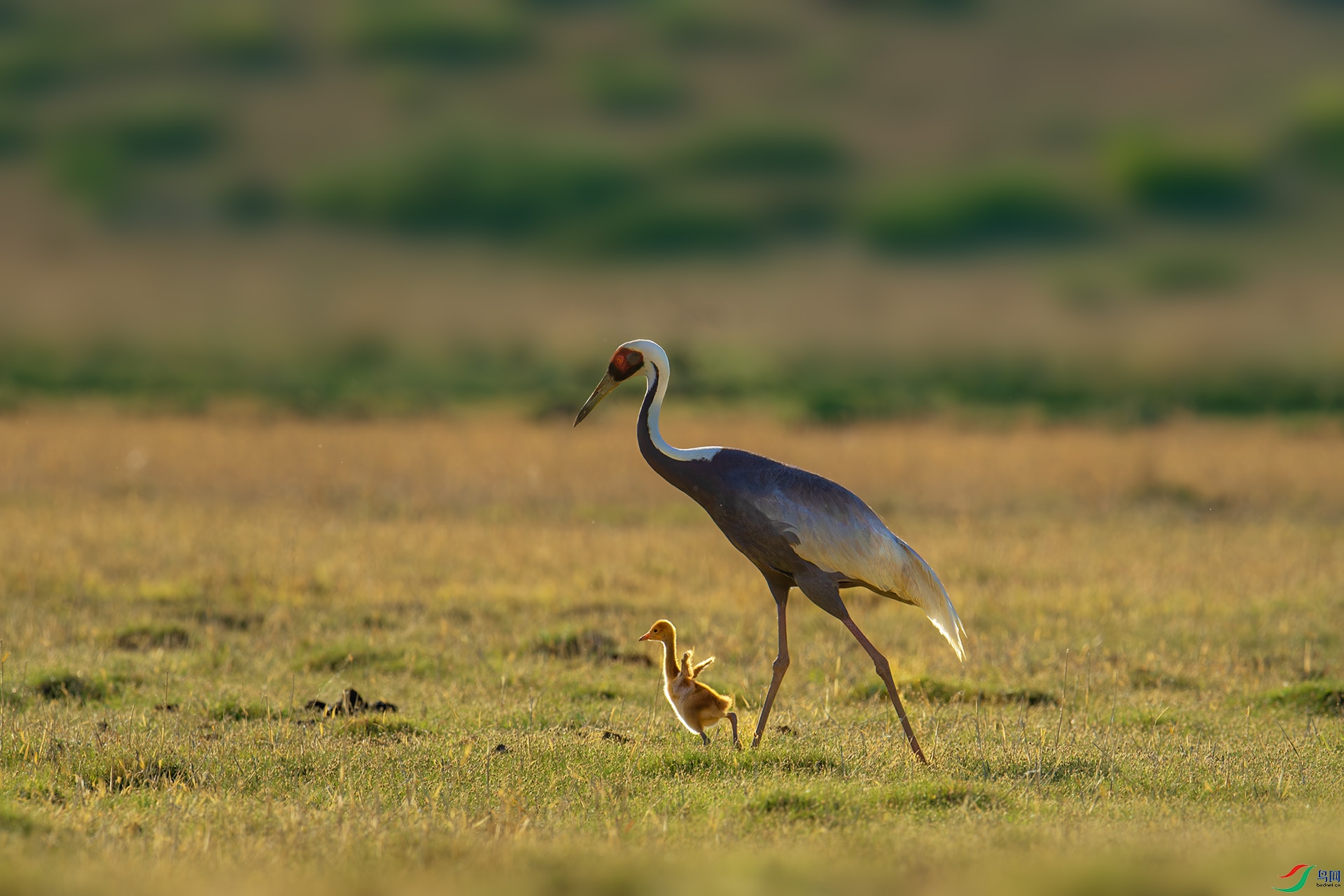 DSC_2150-1.jpg