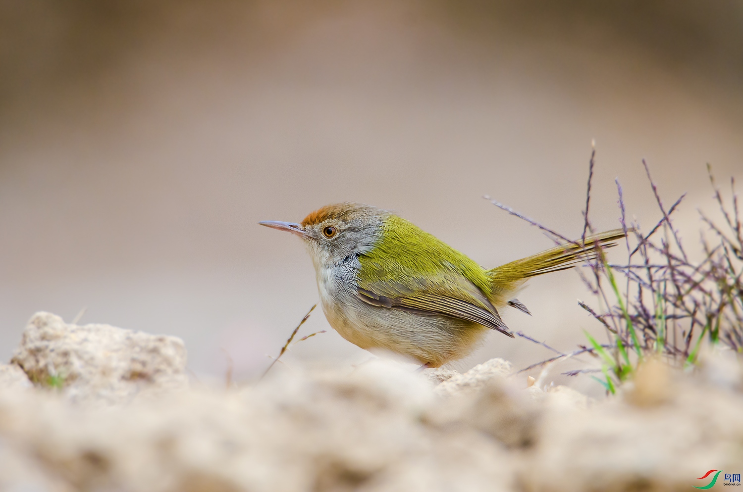 DSC_6110.jpg