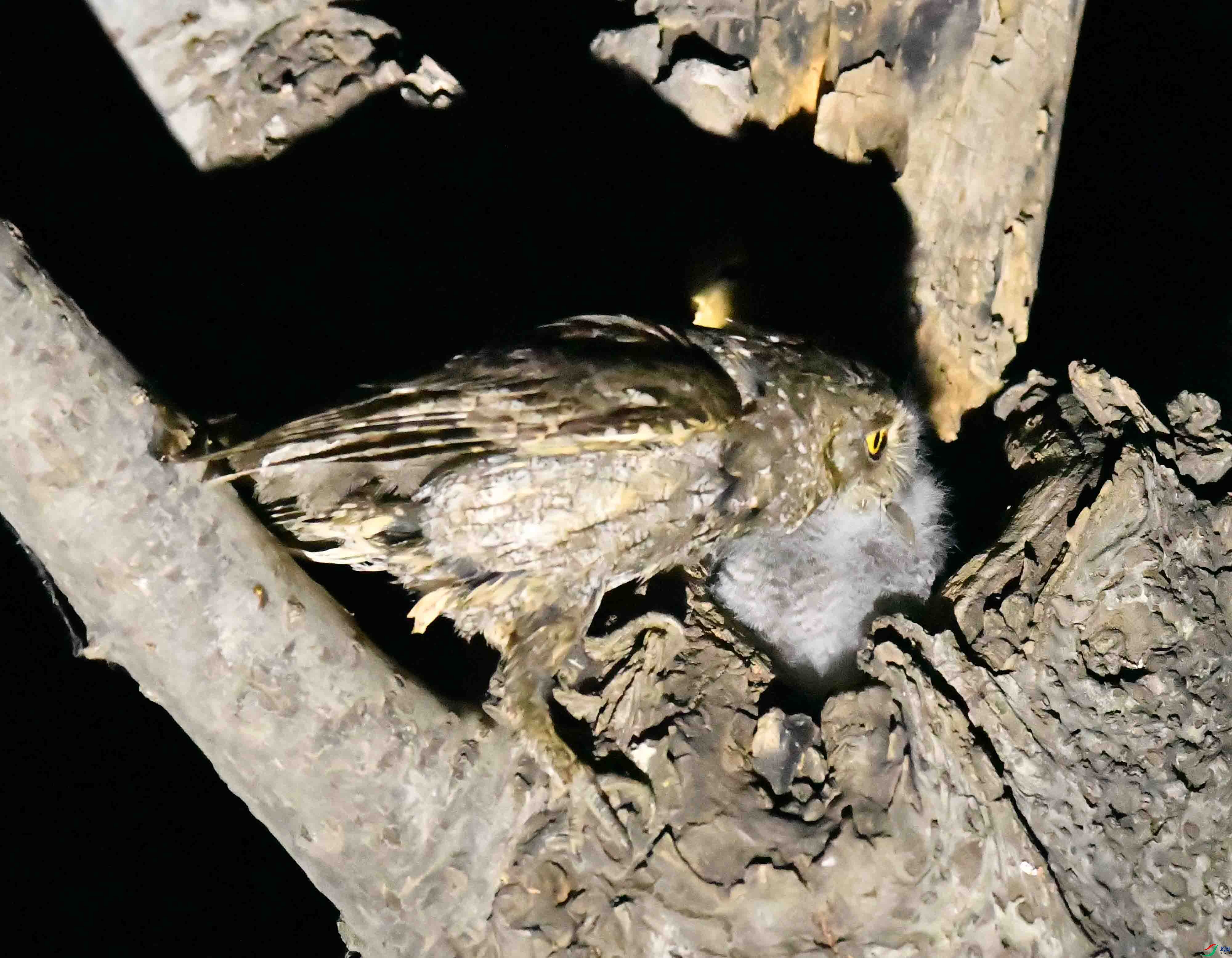 DSC_4850.JPG