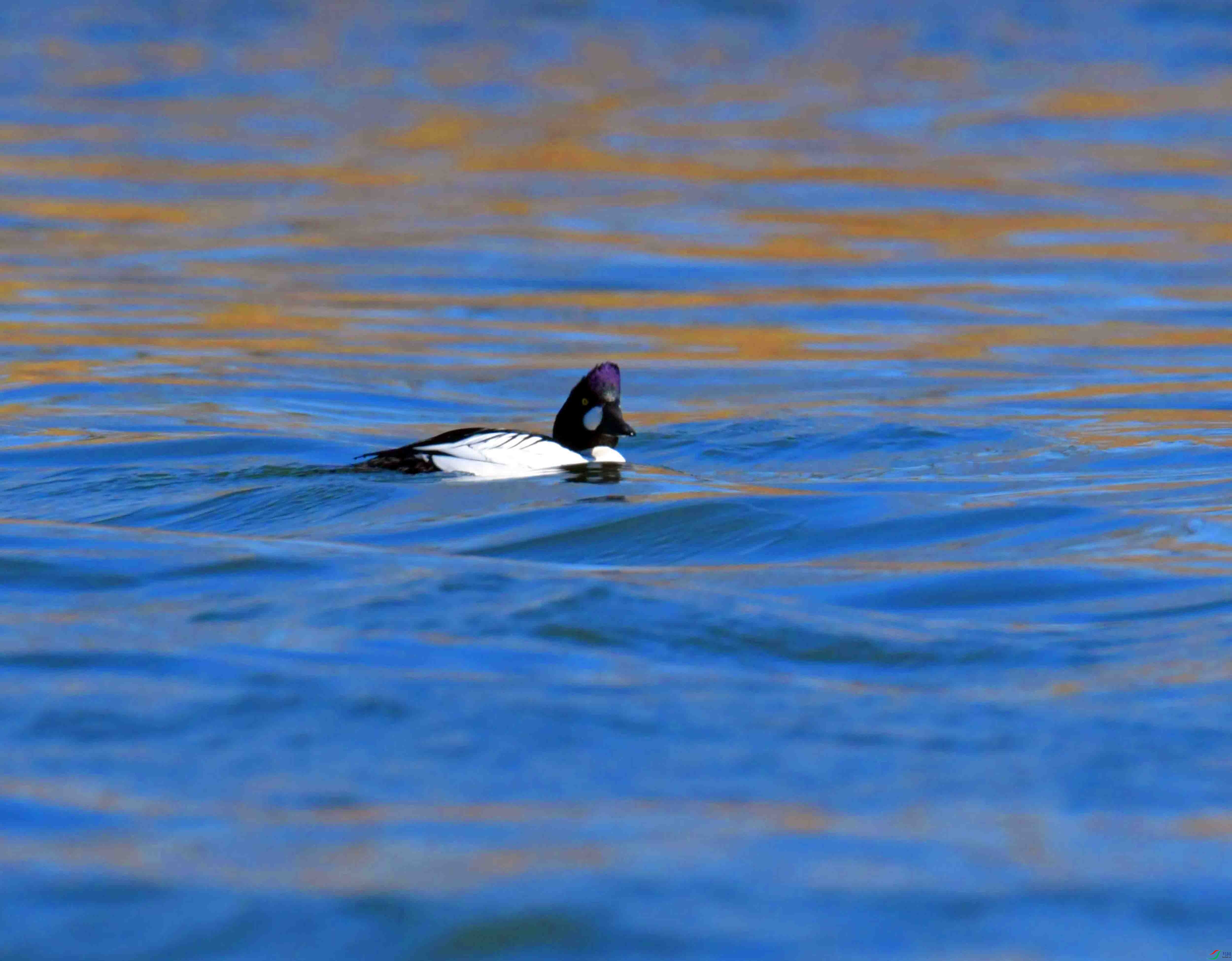 DSC_0412.JPG