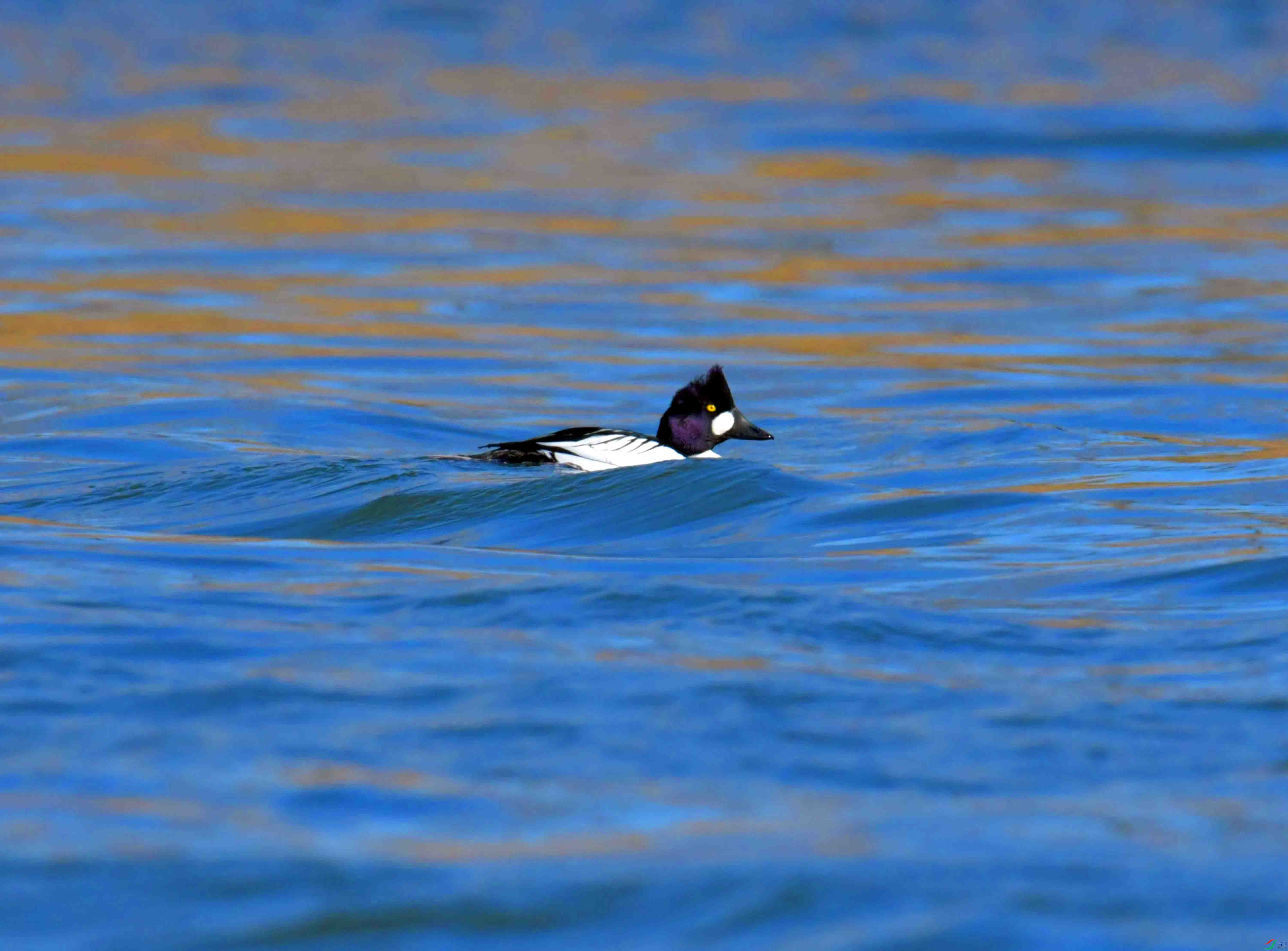 DSC_0416.JPG