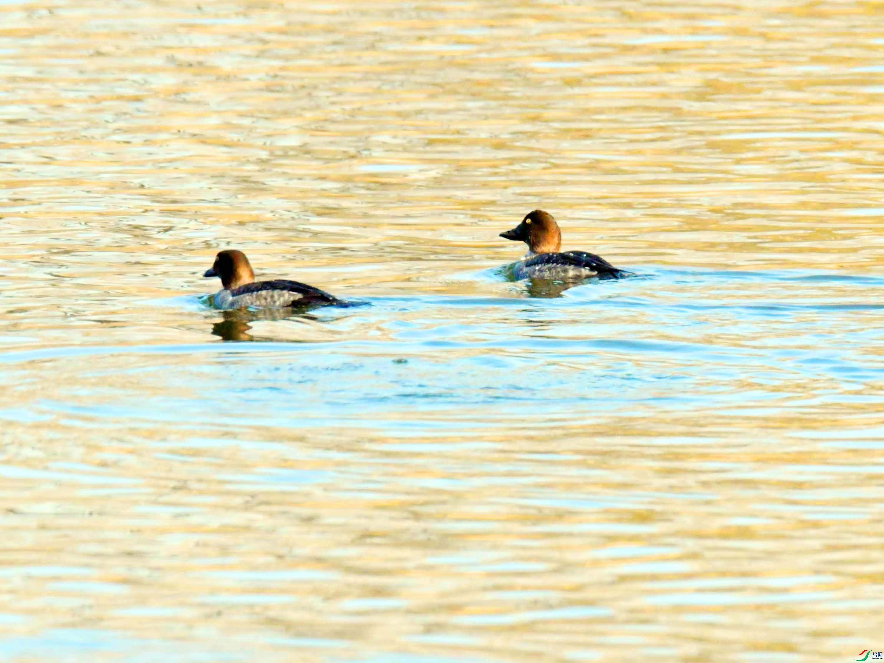 DSC_2133.JPG
