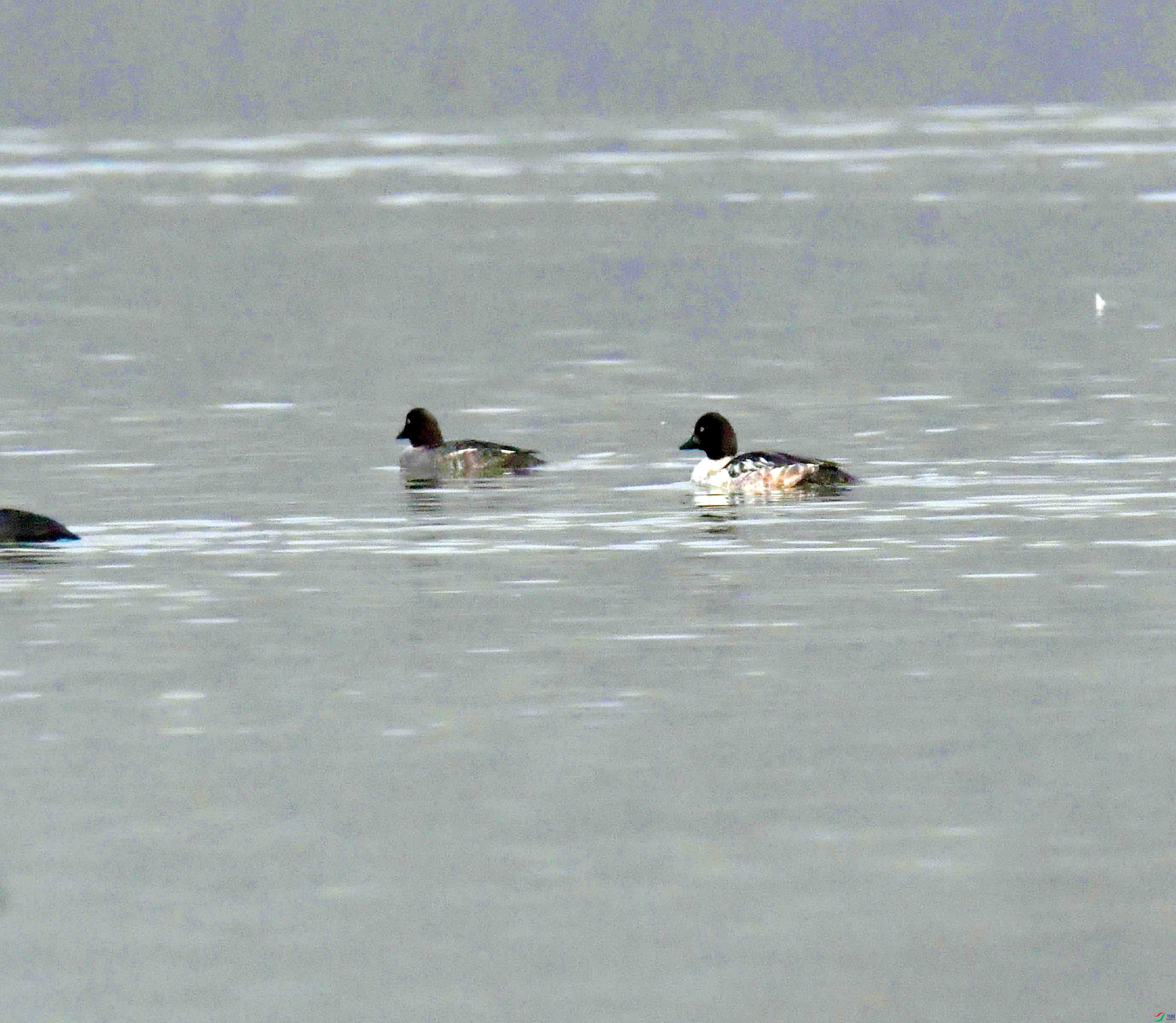DSC_8786.JPG