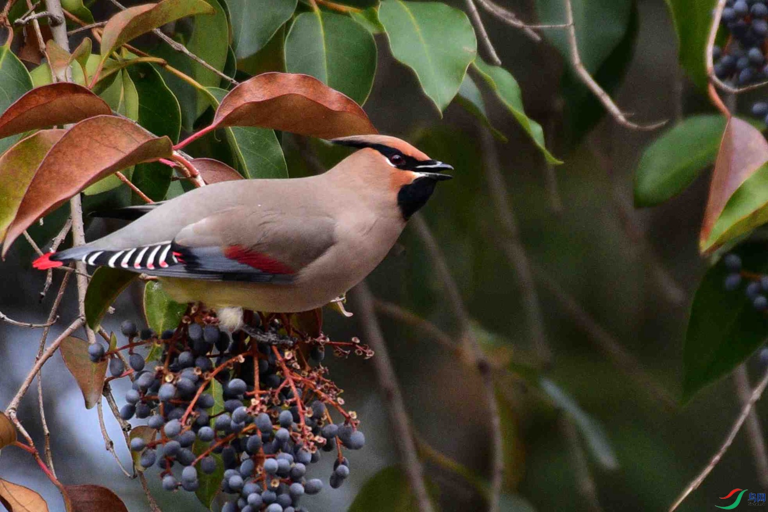 DSC_7798.JPG