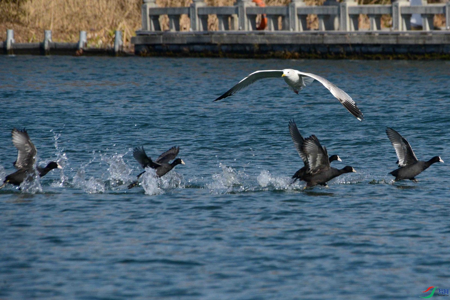 DSC_0970.JPG
