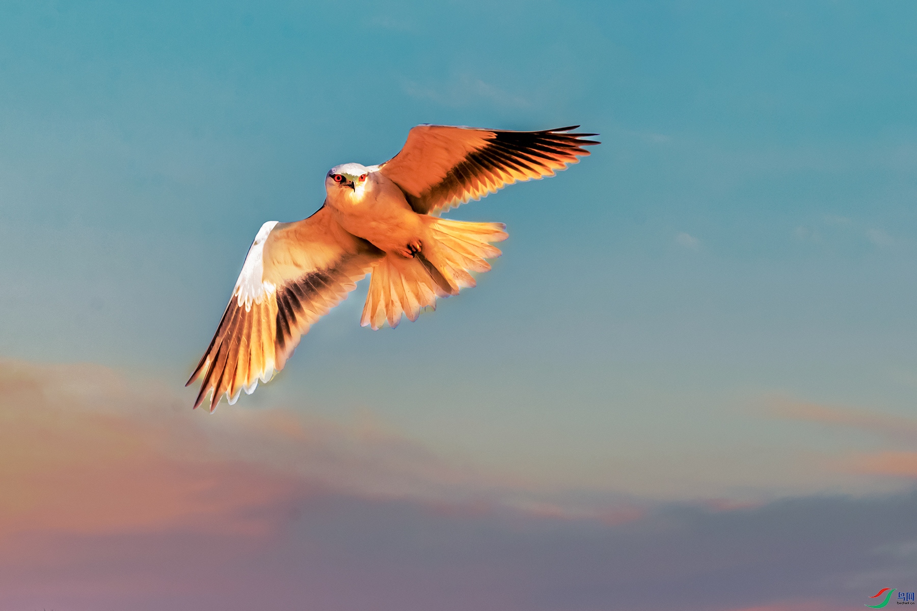 �ڳ��----ӥ������