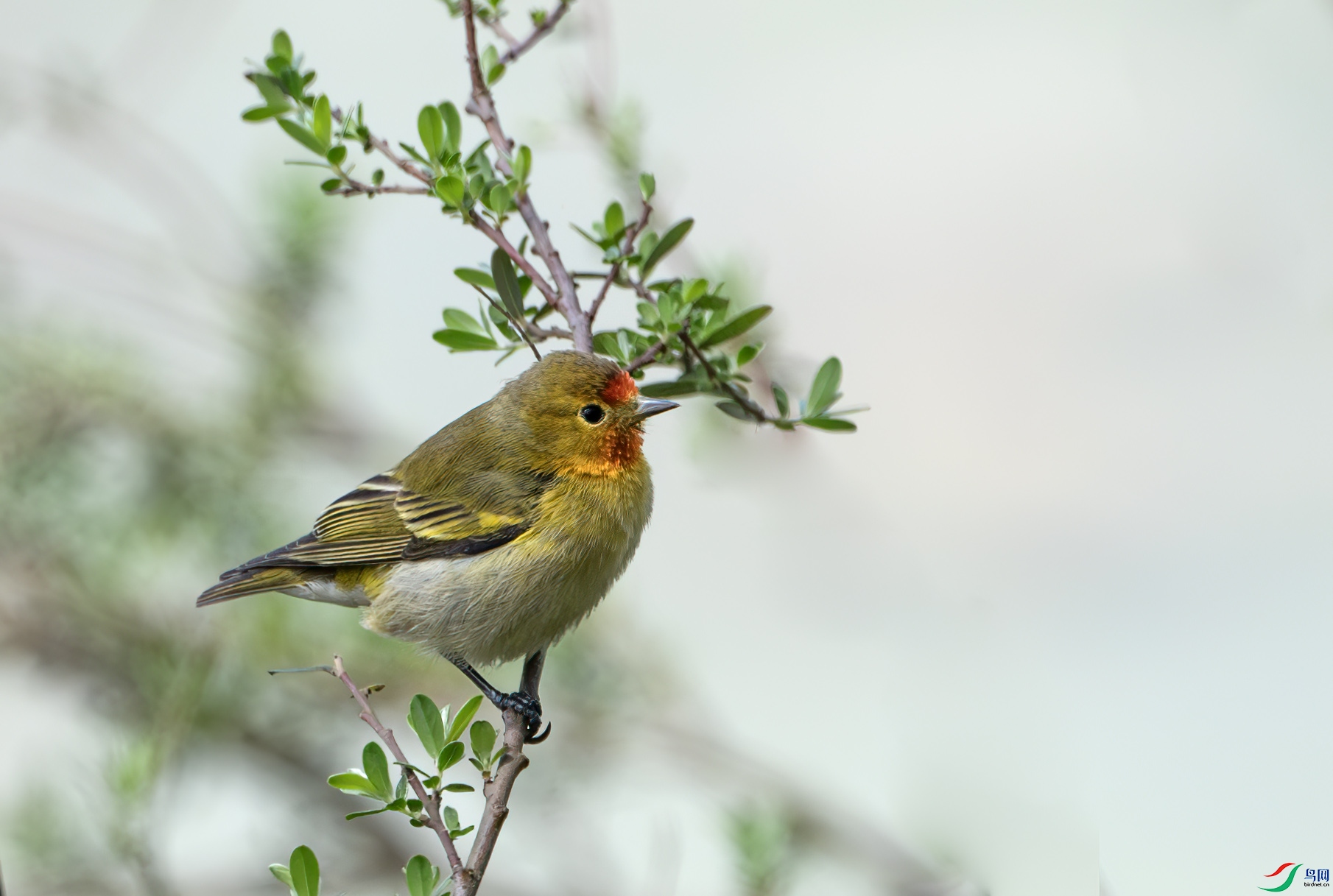 DSC_9379-����ǿ-NR ����.jpg